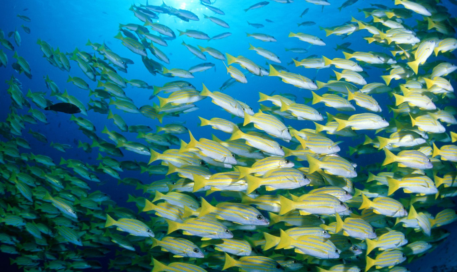 Blue-Banded Sea Perch.jpg