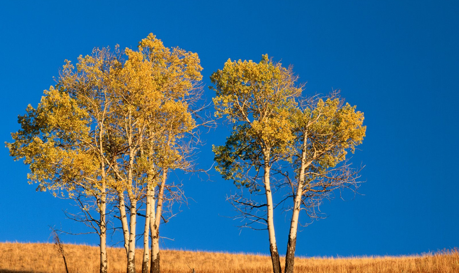 Autumn Aspen Trees and Sunset, Yellowstone National Park, Wyoming.jpg