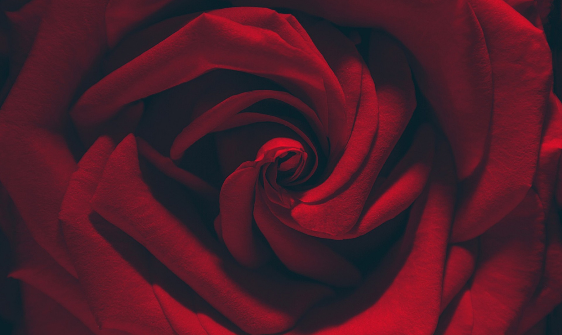 Bordowa róża