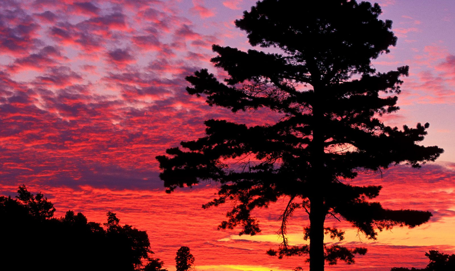 Silhouetted Pine at Sunset, Kentucky.jpg