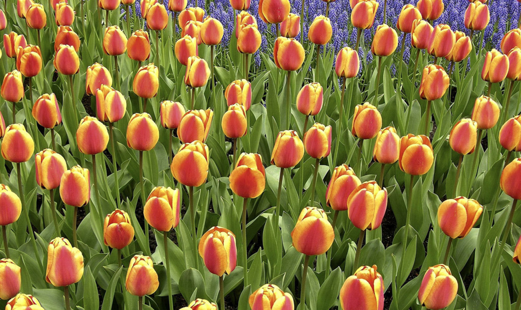Tulipany (54).jpg