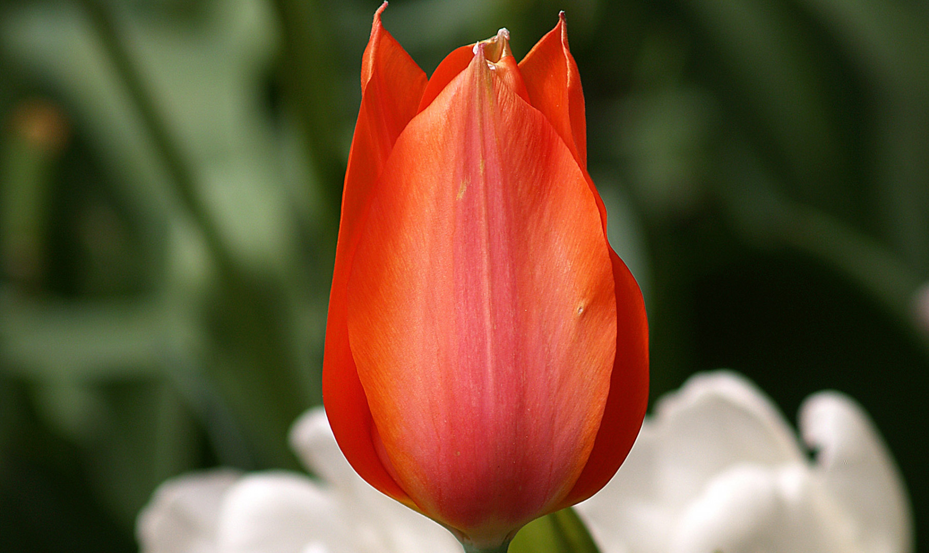 Tulipany (40).jpg