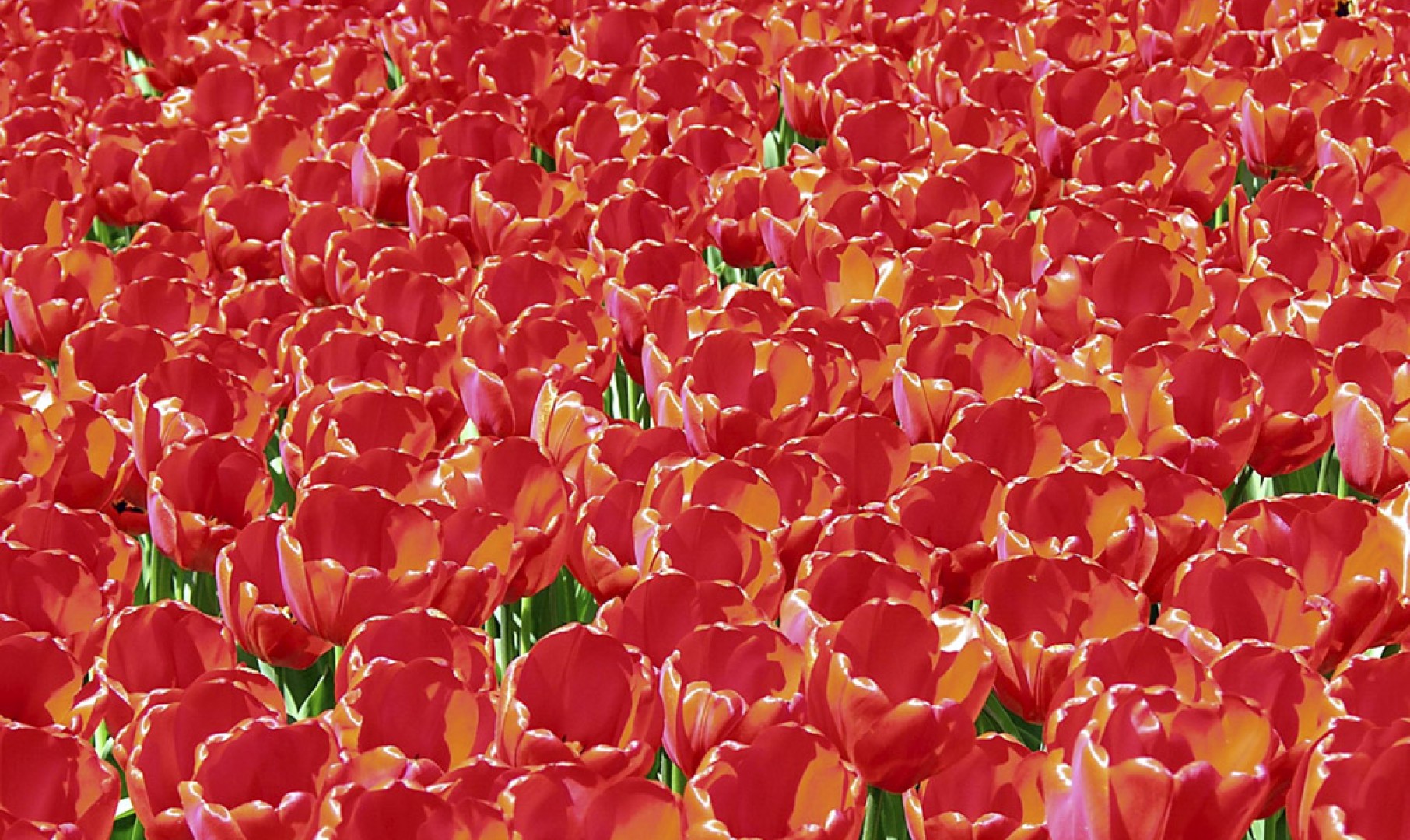 Tulipany (75).jpg