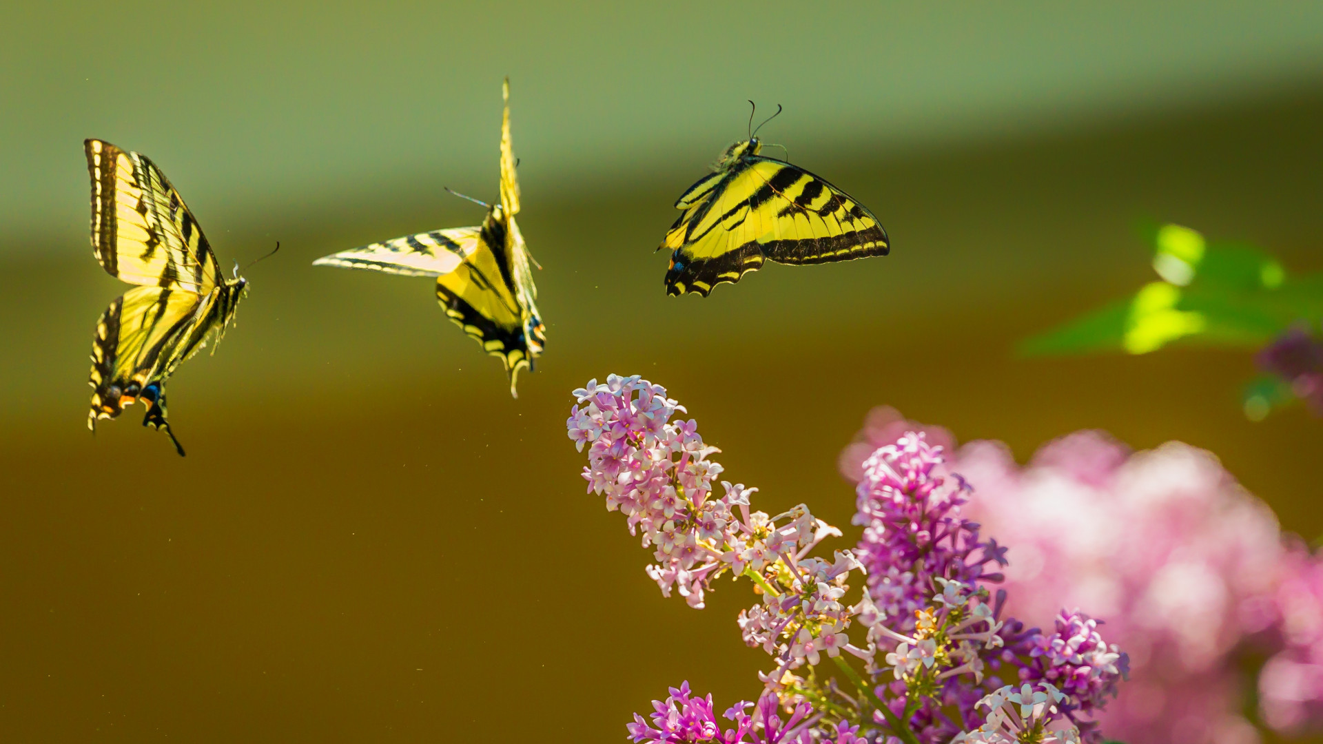 Motyle z paziowatych latają wokół kwiatów