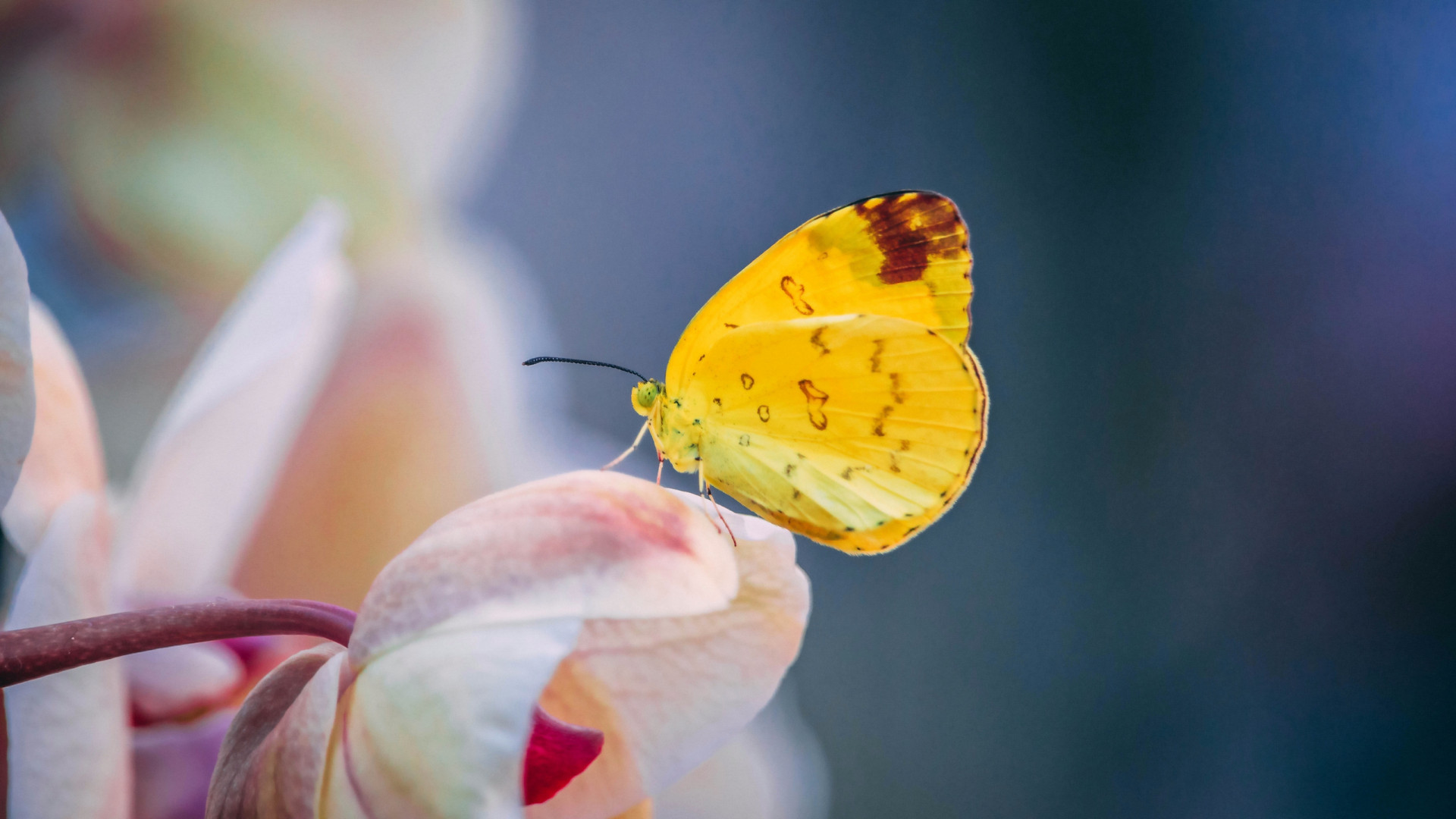 Mały żółty motylek na kwiatku