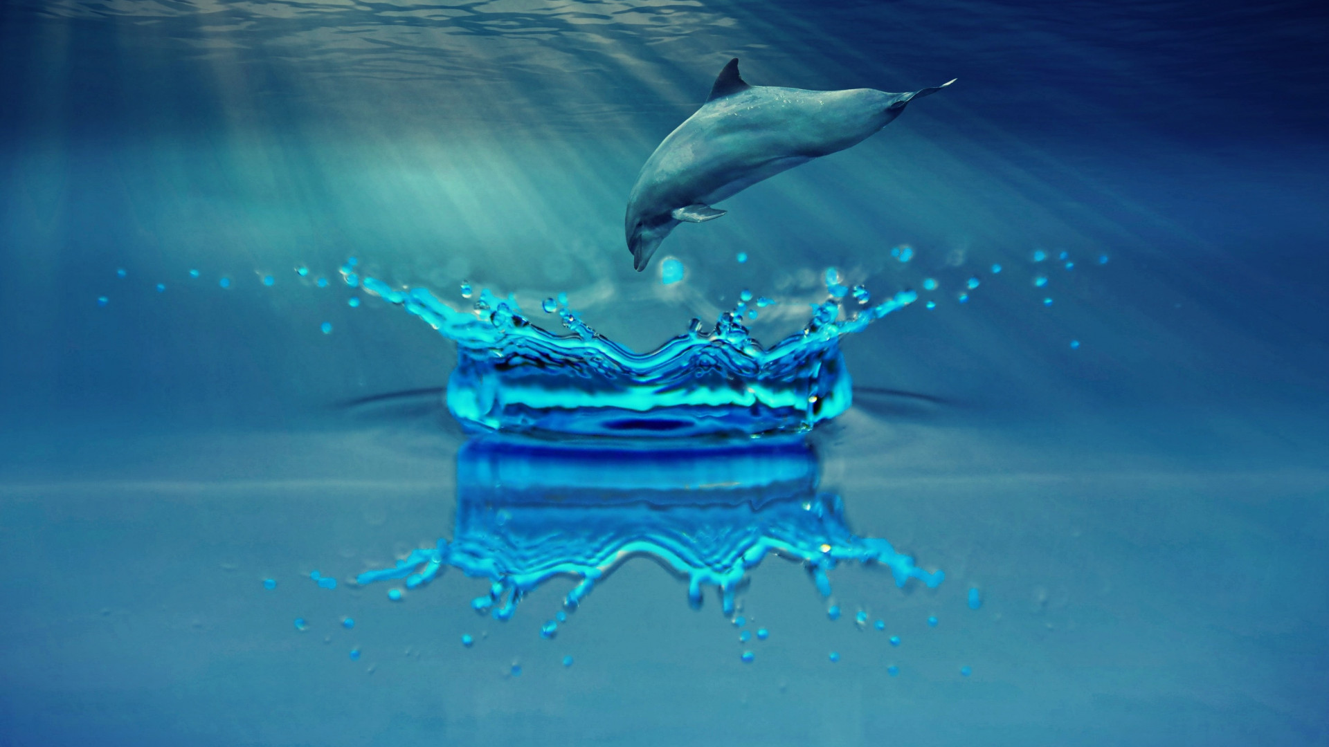 Delfin wskakujący do wody