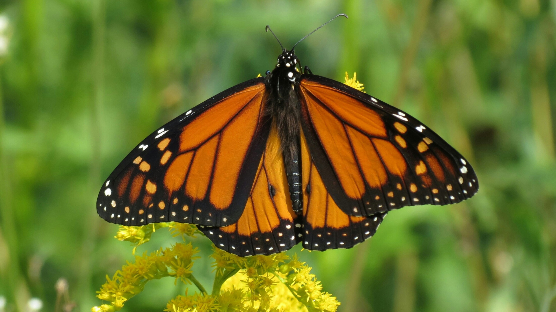 Piękny motyl Monarch na kwiatku
