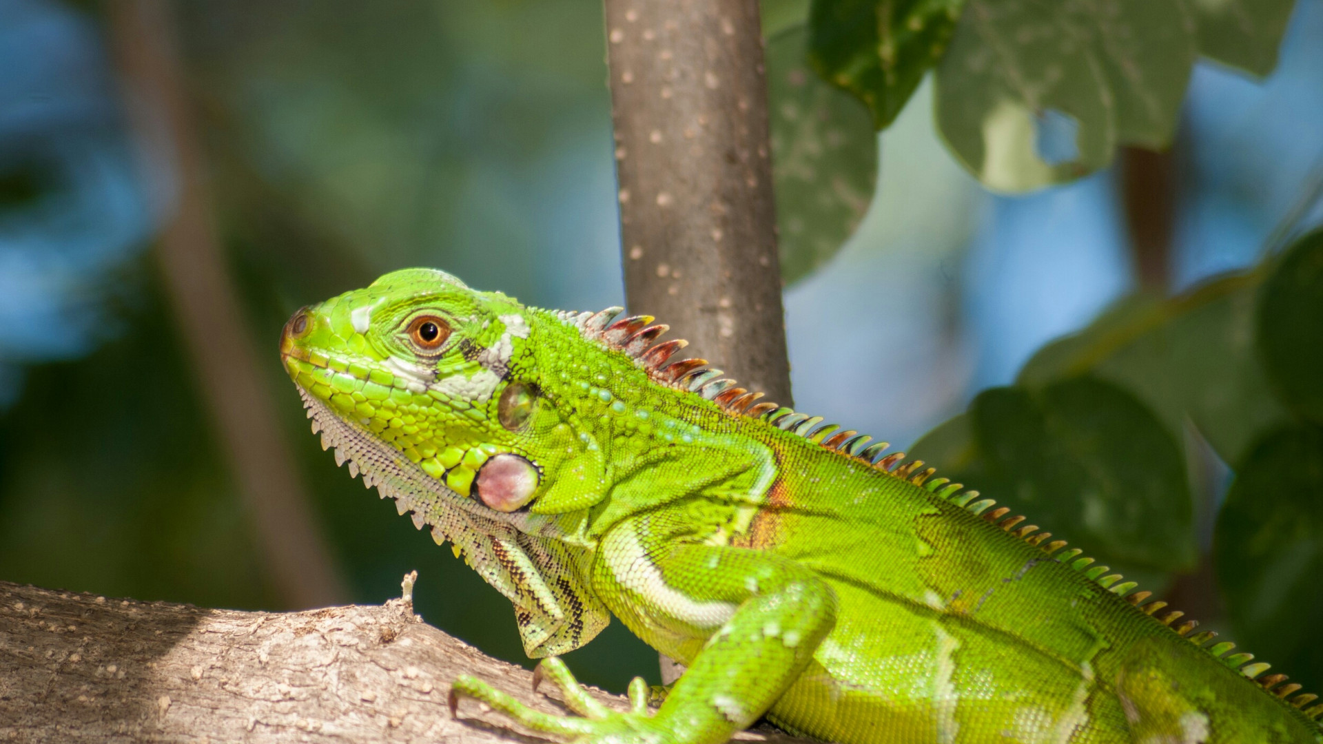 Legwan, Iguana