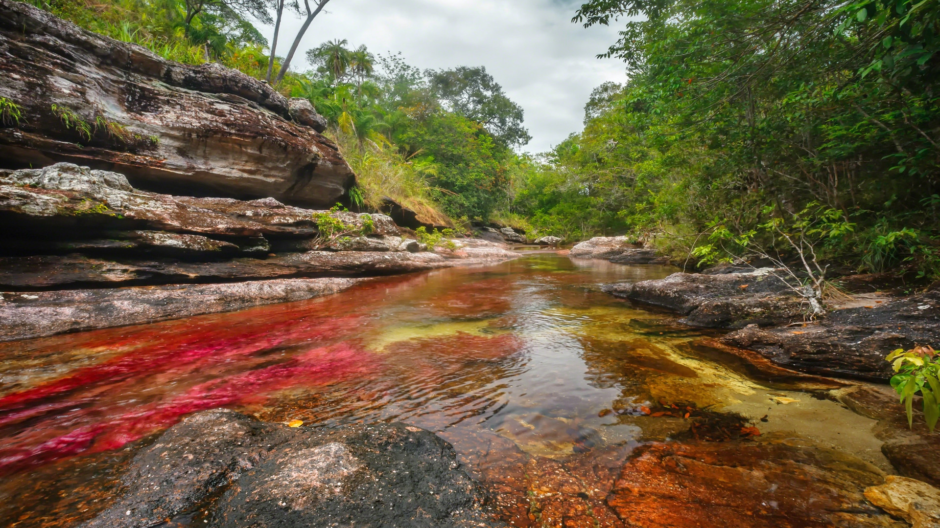 Caño Cristales