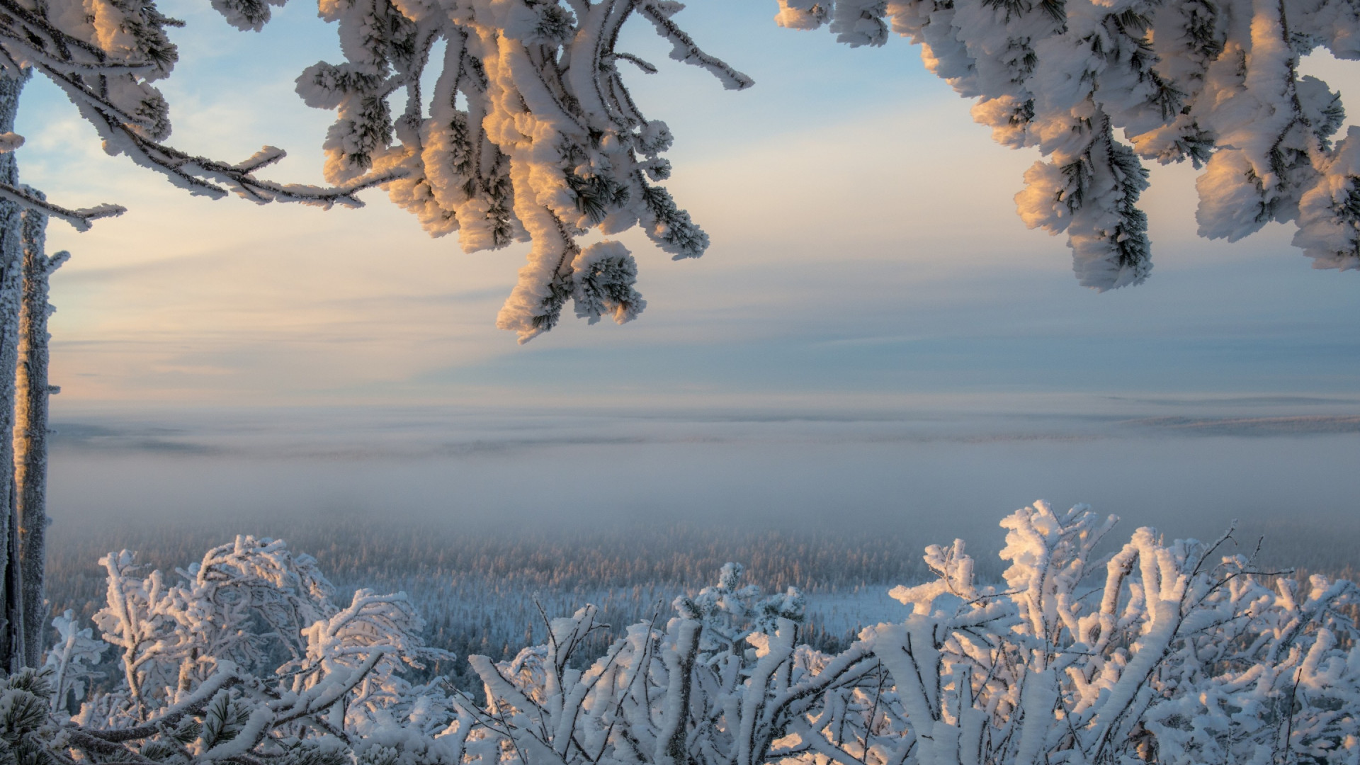 Śnieg na gałęziach