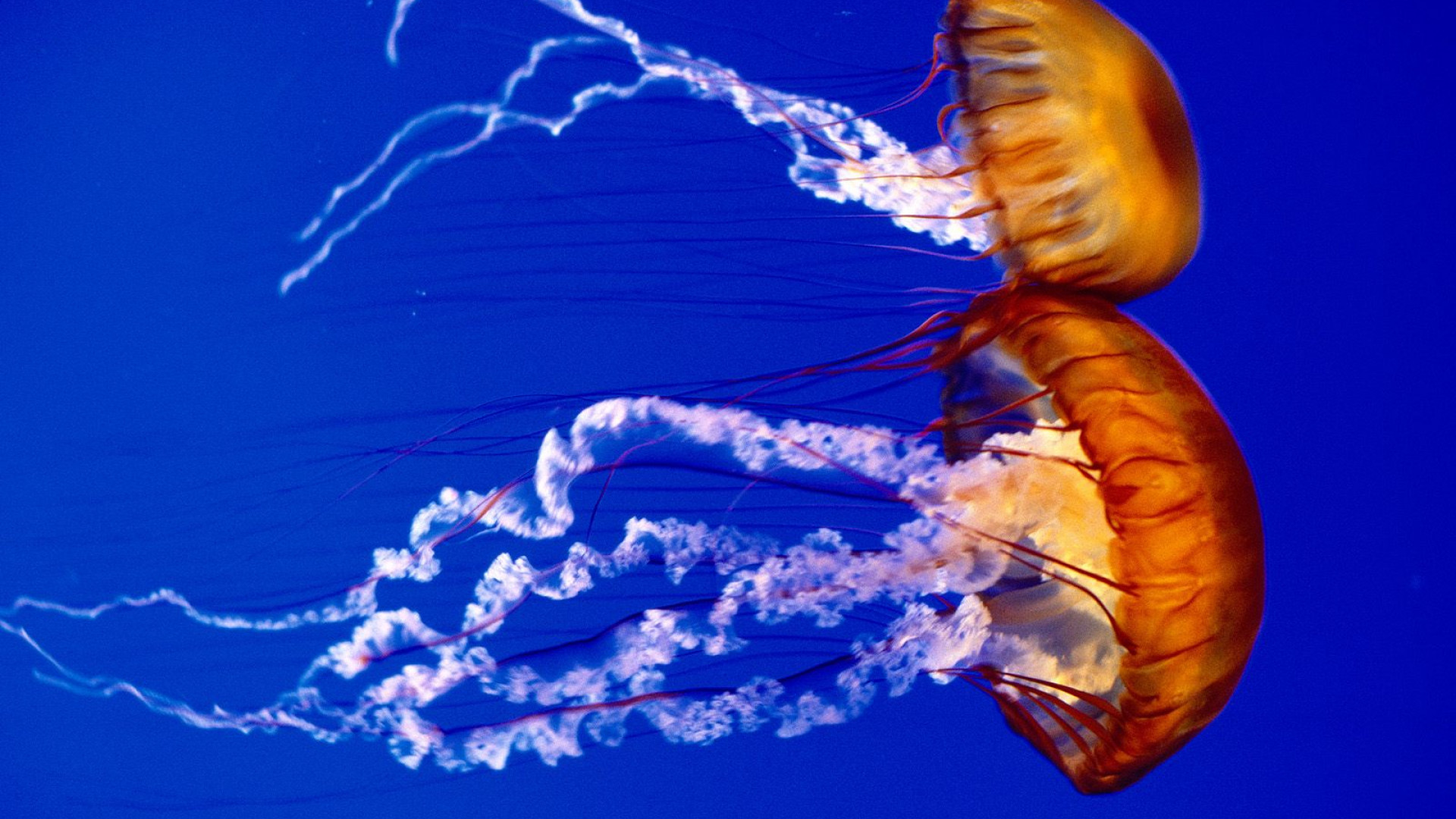 Sea Nettles.jpg