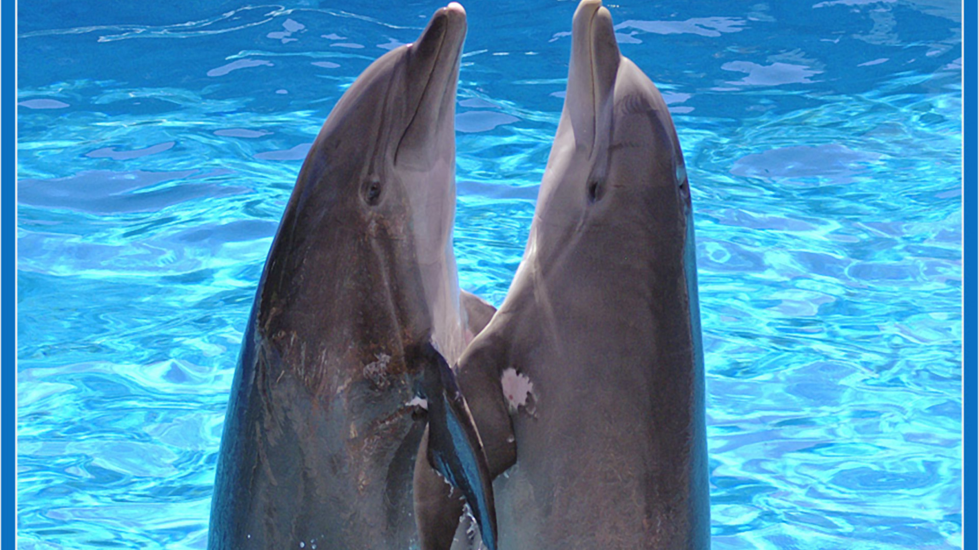 tapety delfiny (29).jpg