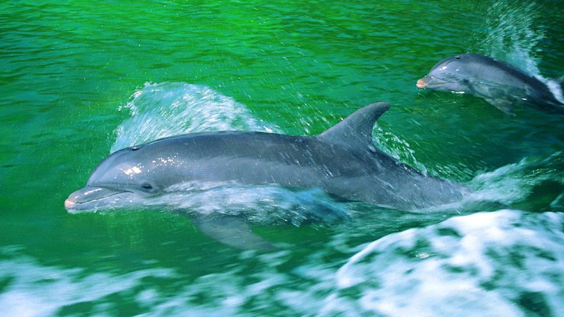tapety delfiny (49).jpg