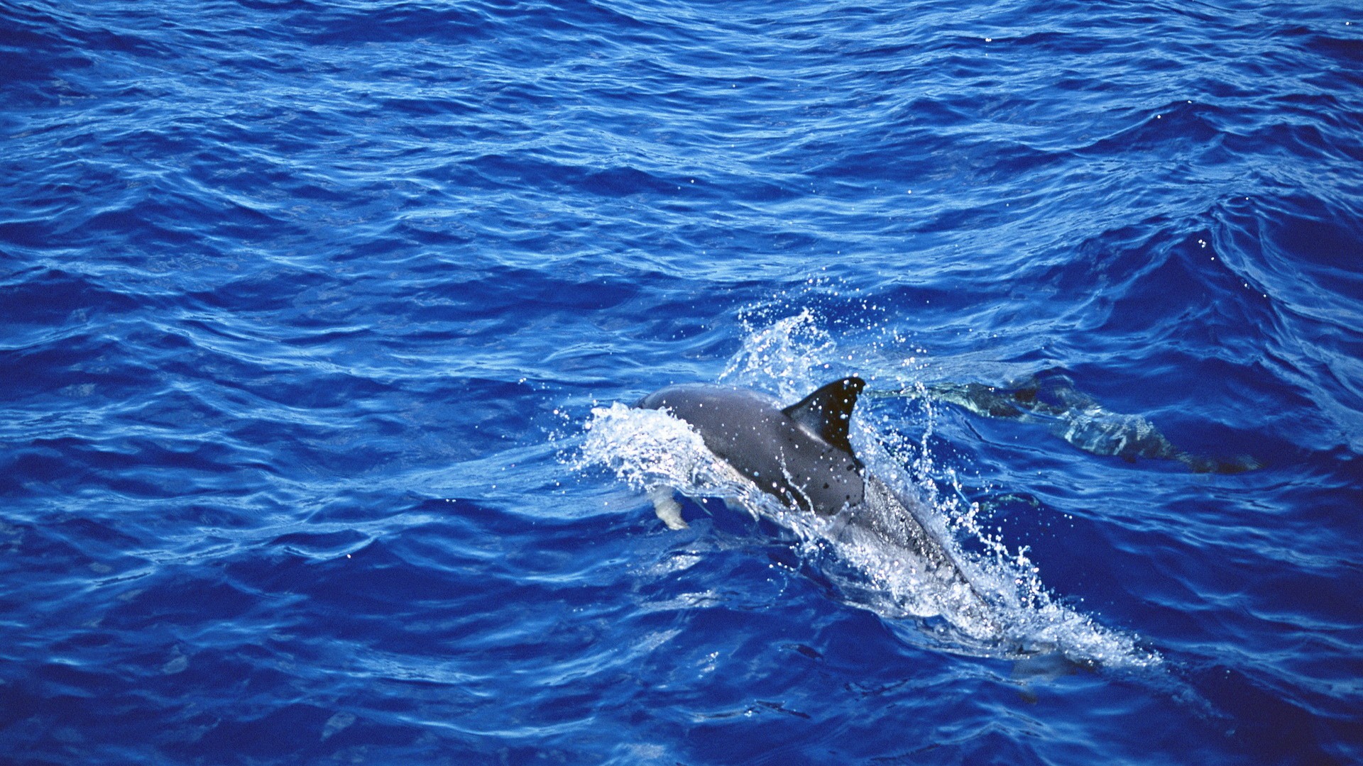 Delfiny tapety 24