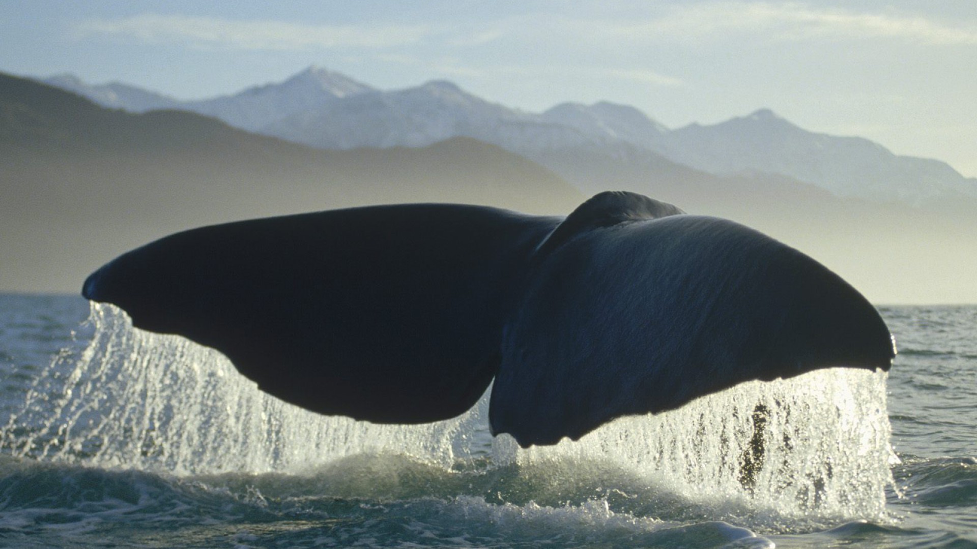 Sperm Whale.jpg