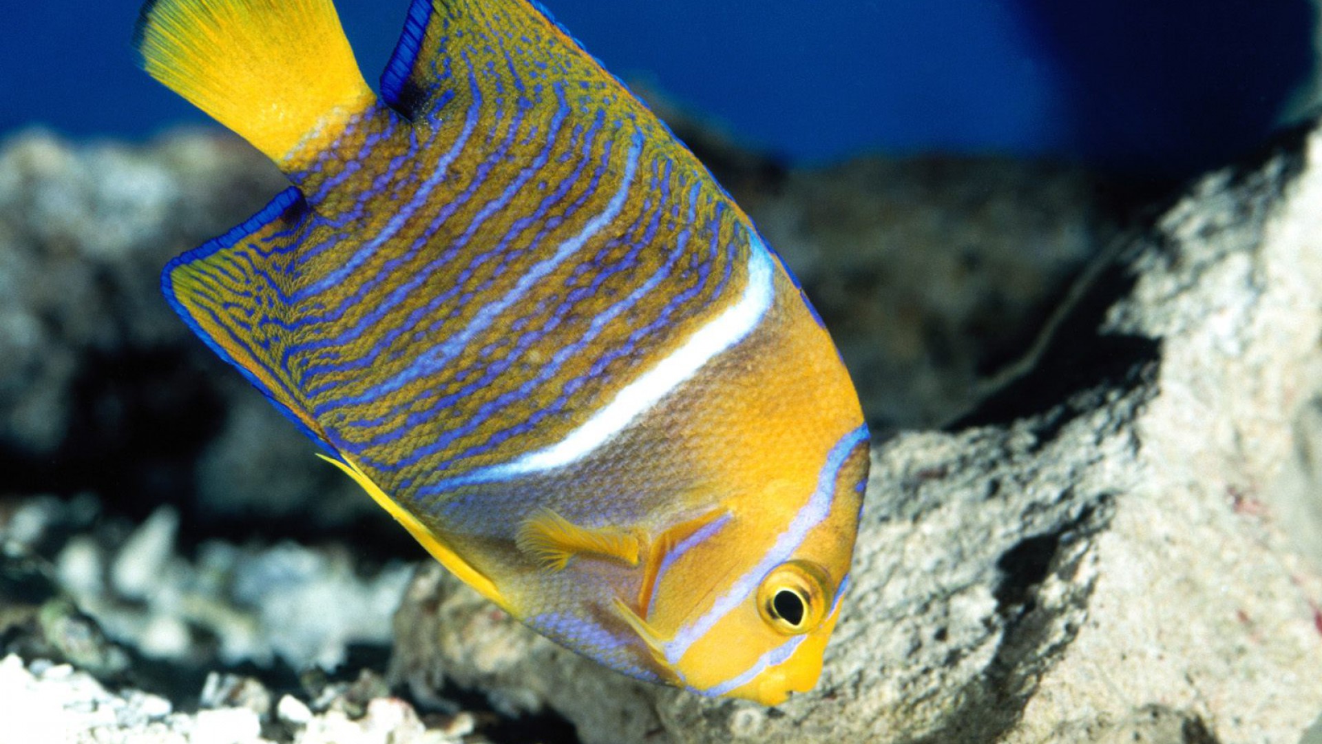 King Angelfish.jpg