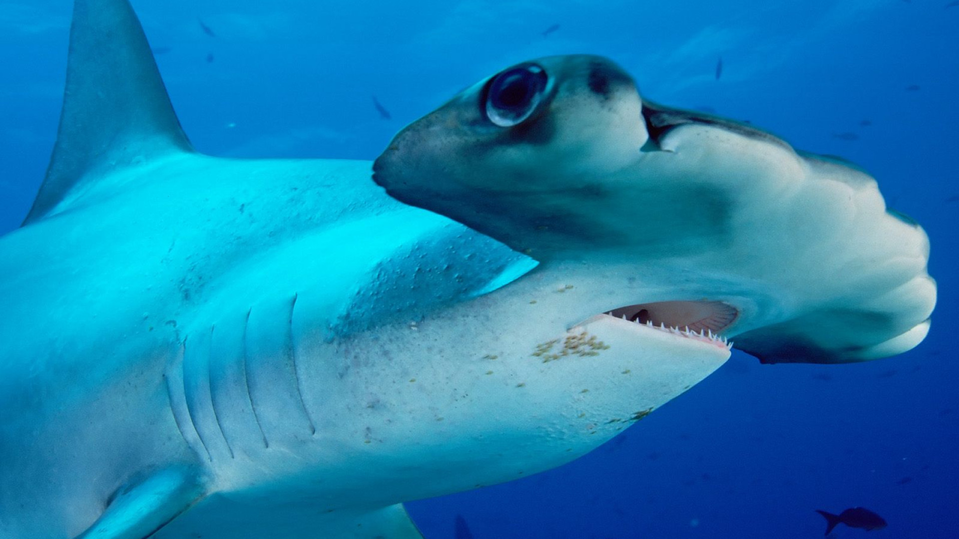 Scalloped Hammerhead.jpg