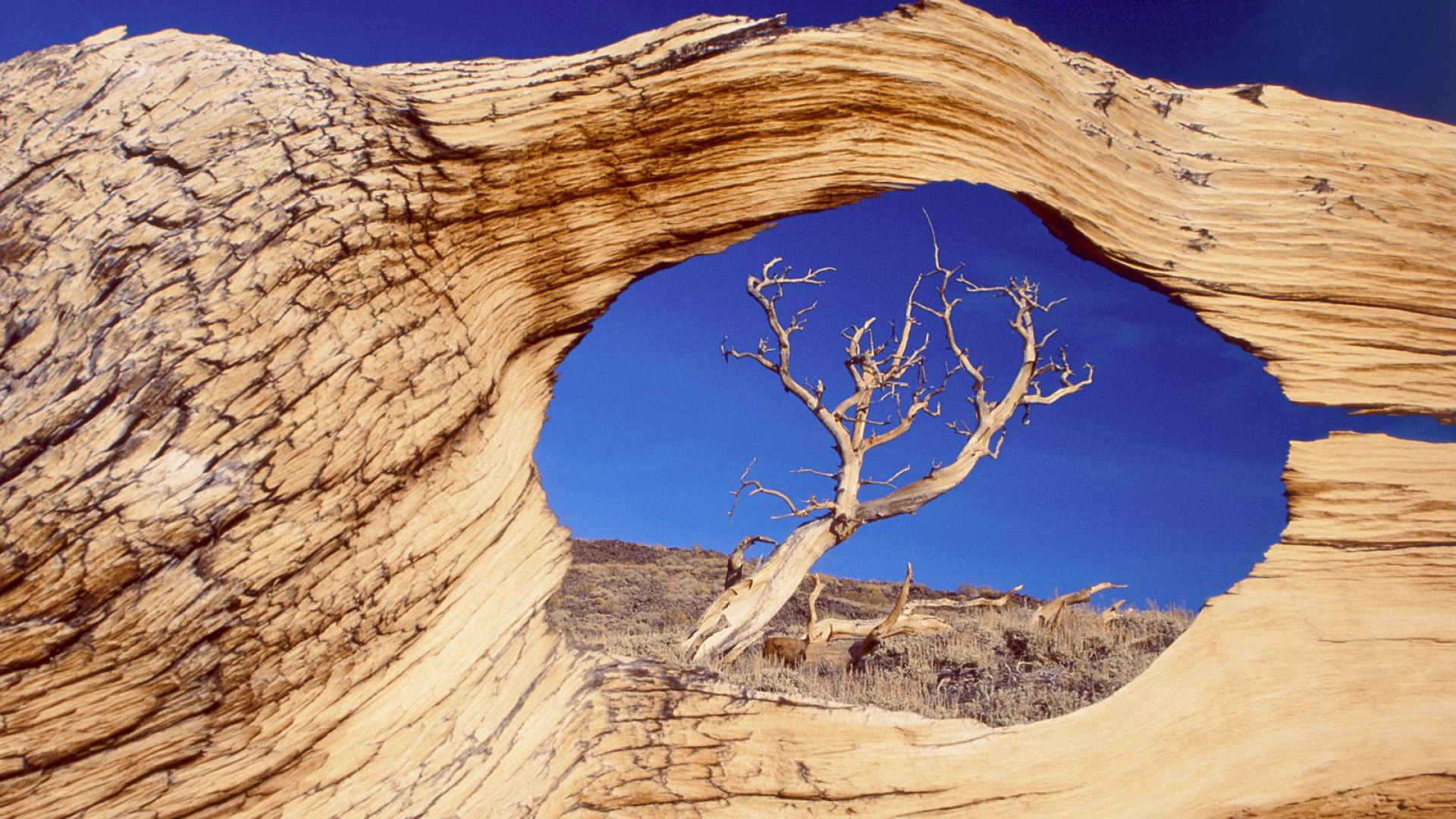 Bristlecone Pine, White Mountains, California.jpg