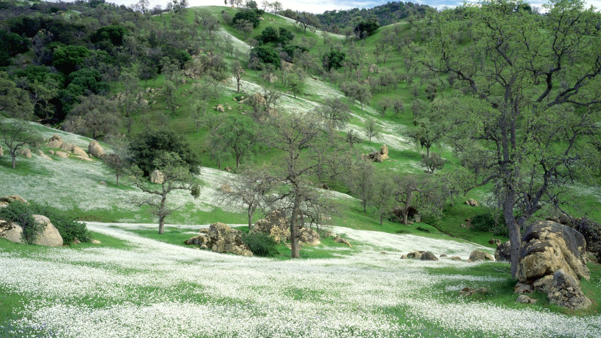 Spring Wildflowers and Oak Covered Hills, Kern County, California.jpg