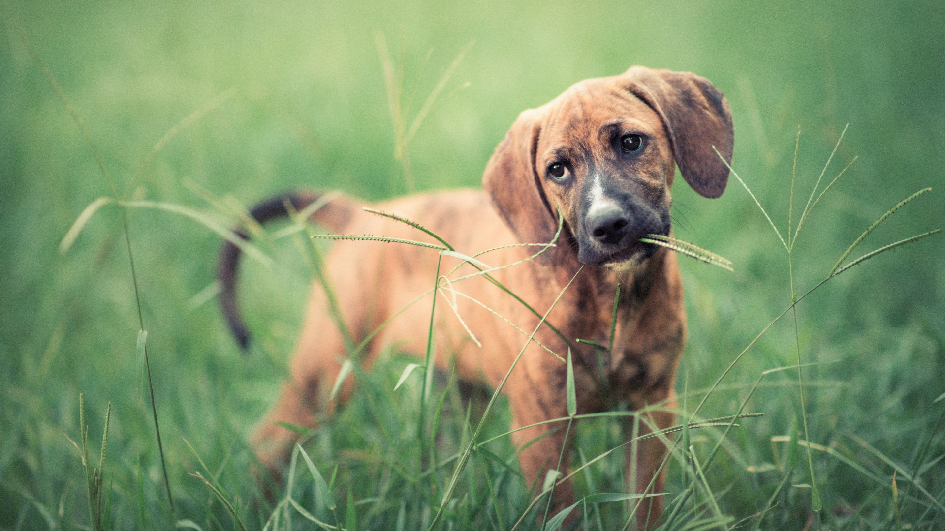 Pies w trawie
