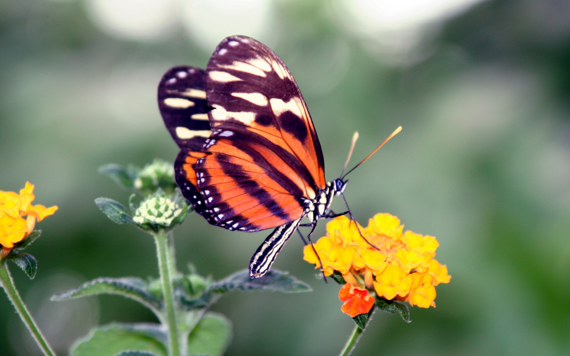 Motyl