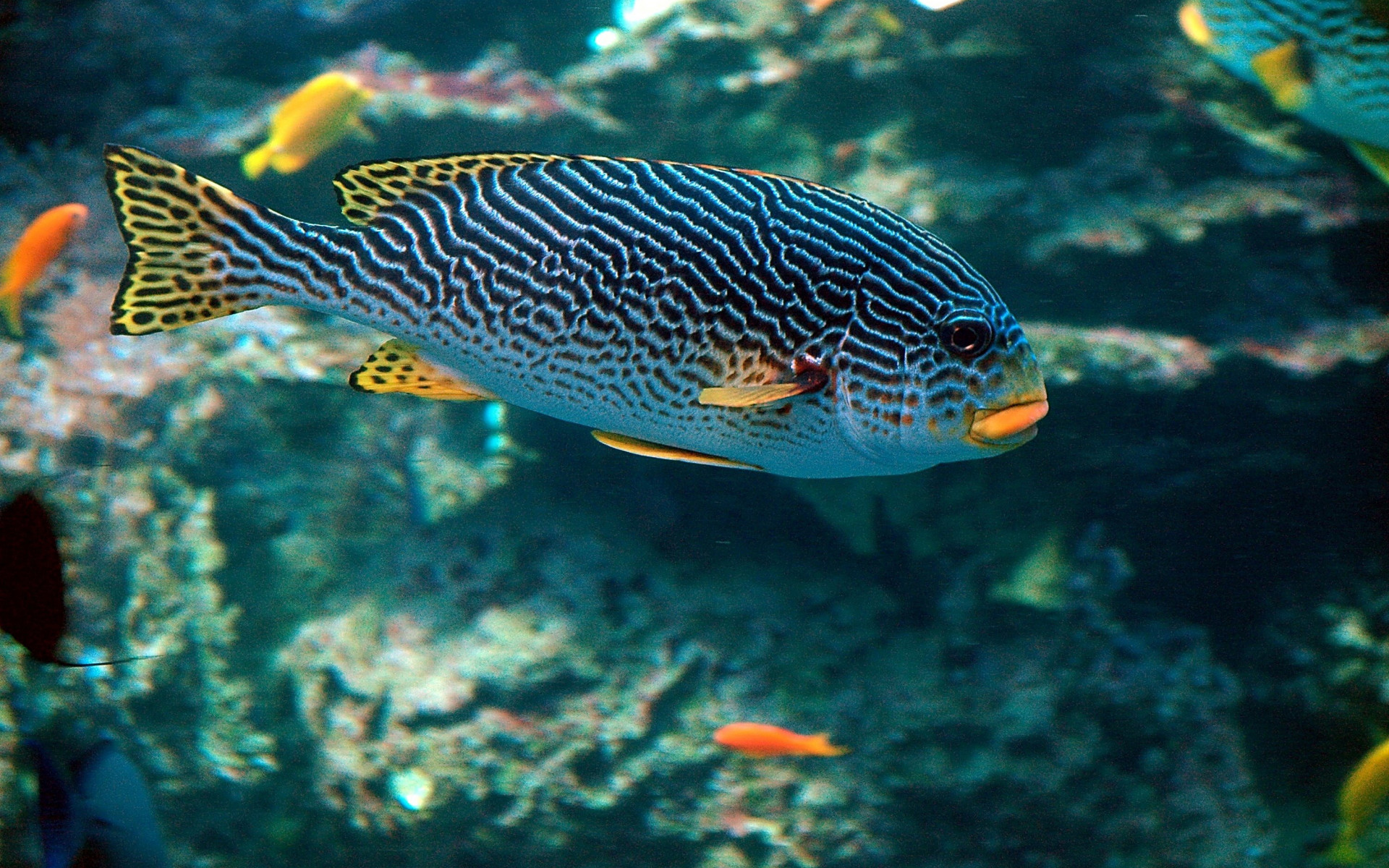 Ryba tropikalna, morska