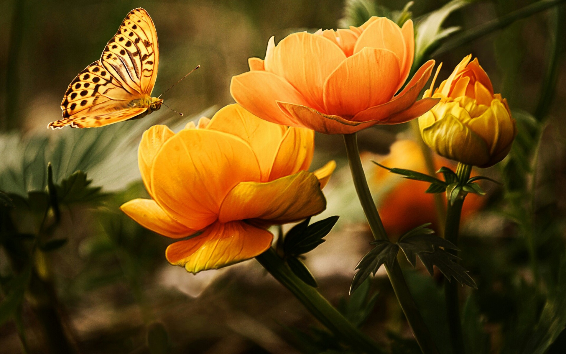 Kwiaty i piękny motyl