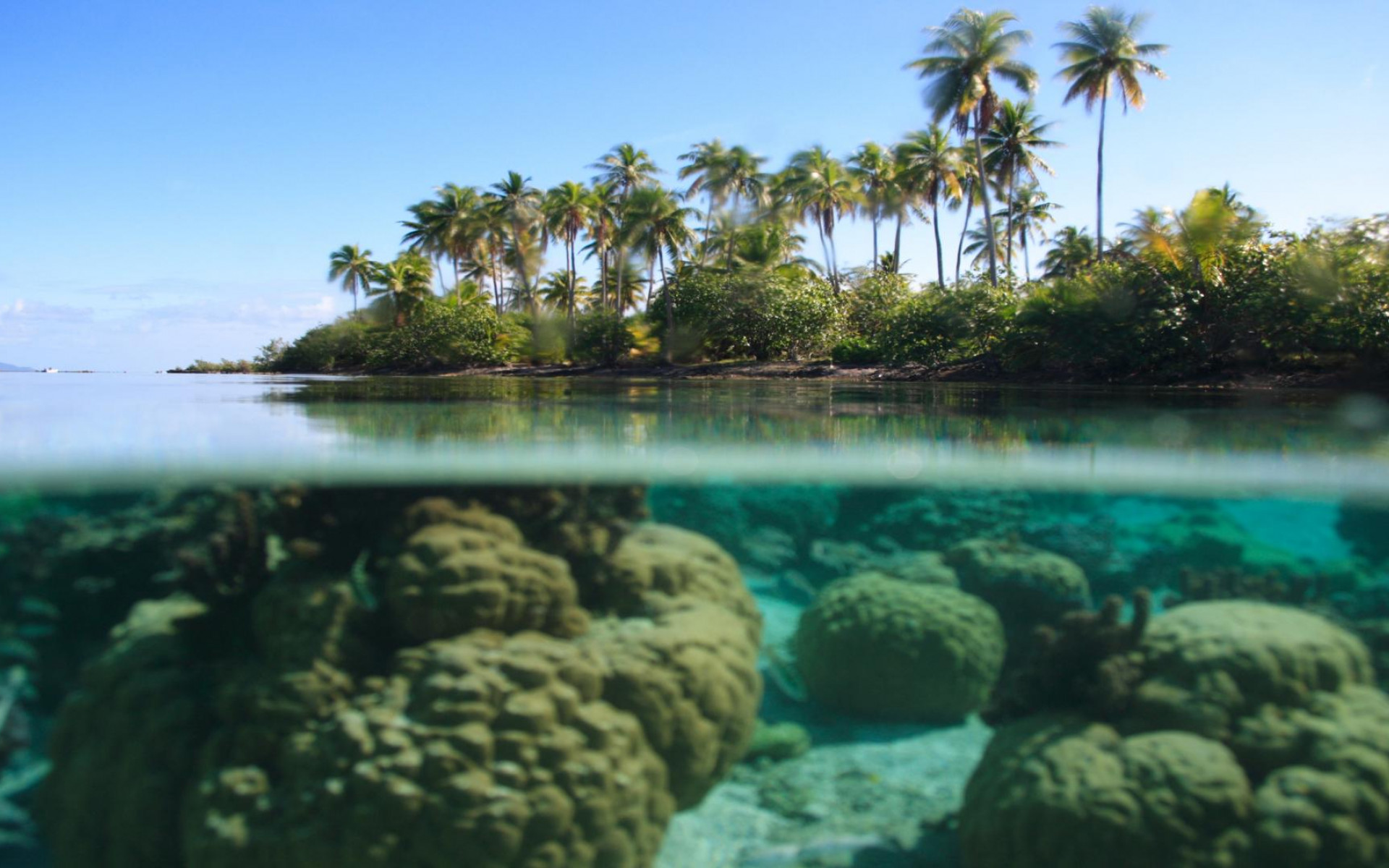 islands palm trees underwater coral reef bora split-view