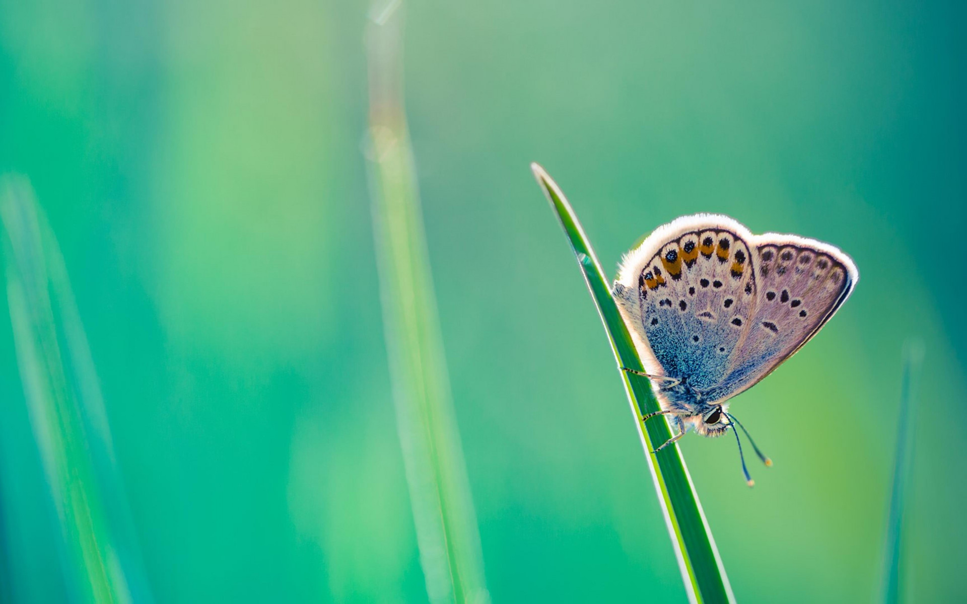 Motyl (2)