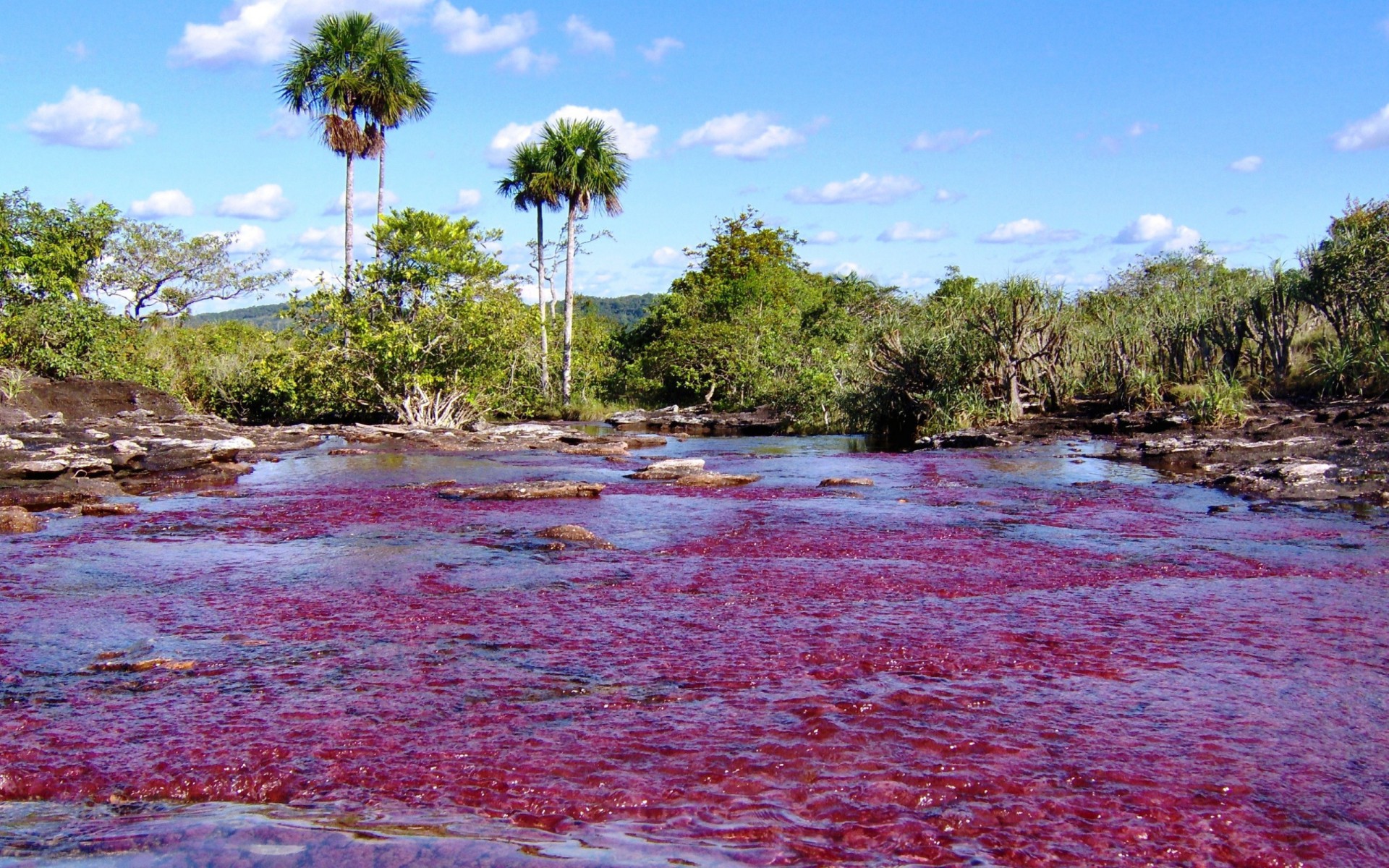 Caño Cristales