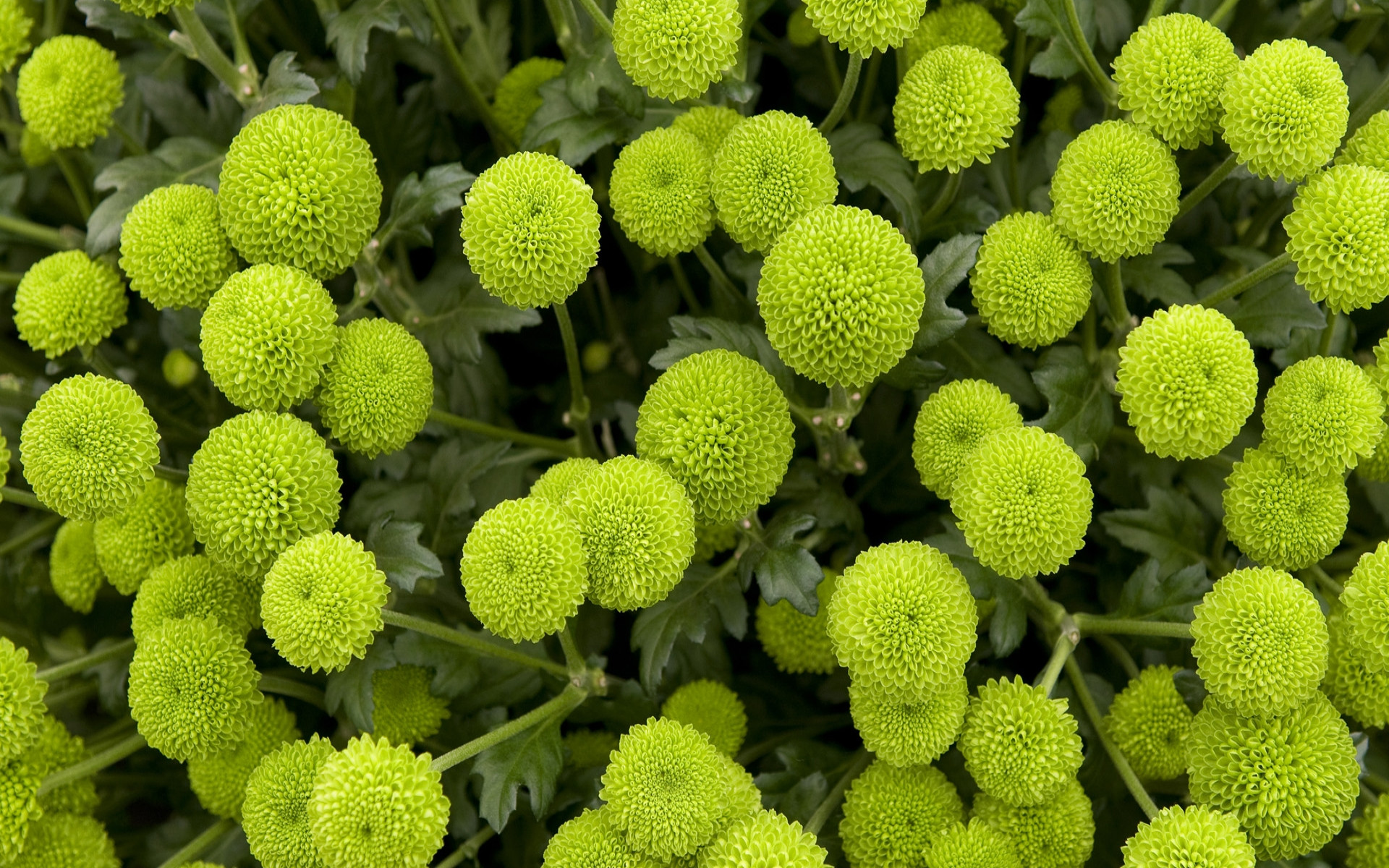 makro-foto-zielone-rosliny (10).jpg