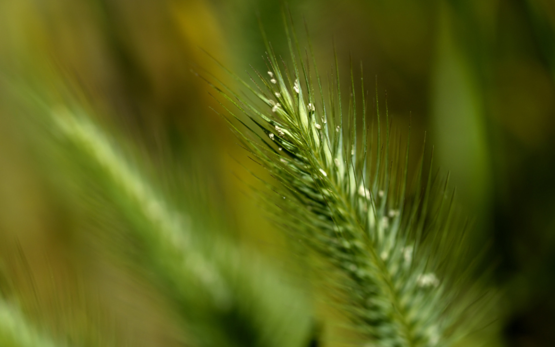 makro-foto-zielone-rosliny (166).jpg