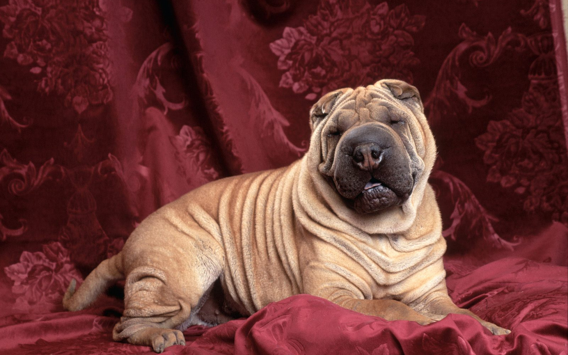 Wrinkles, Chinese Sharpei.jpg