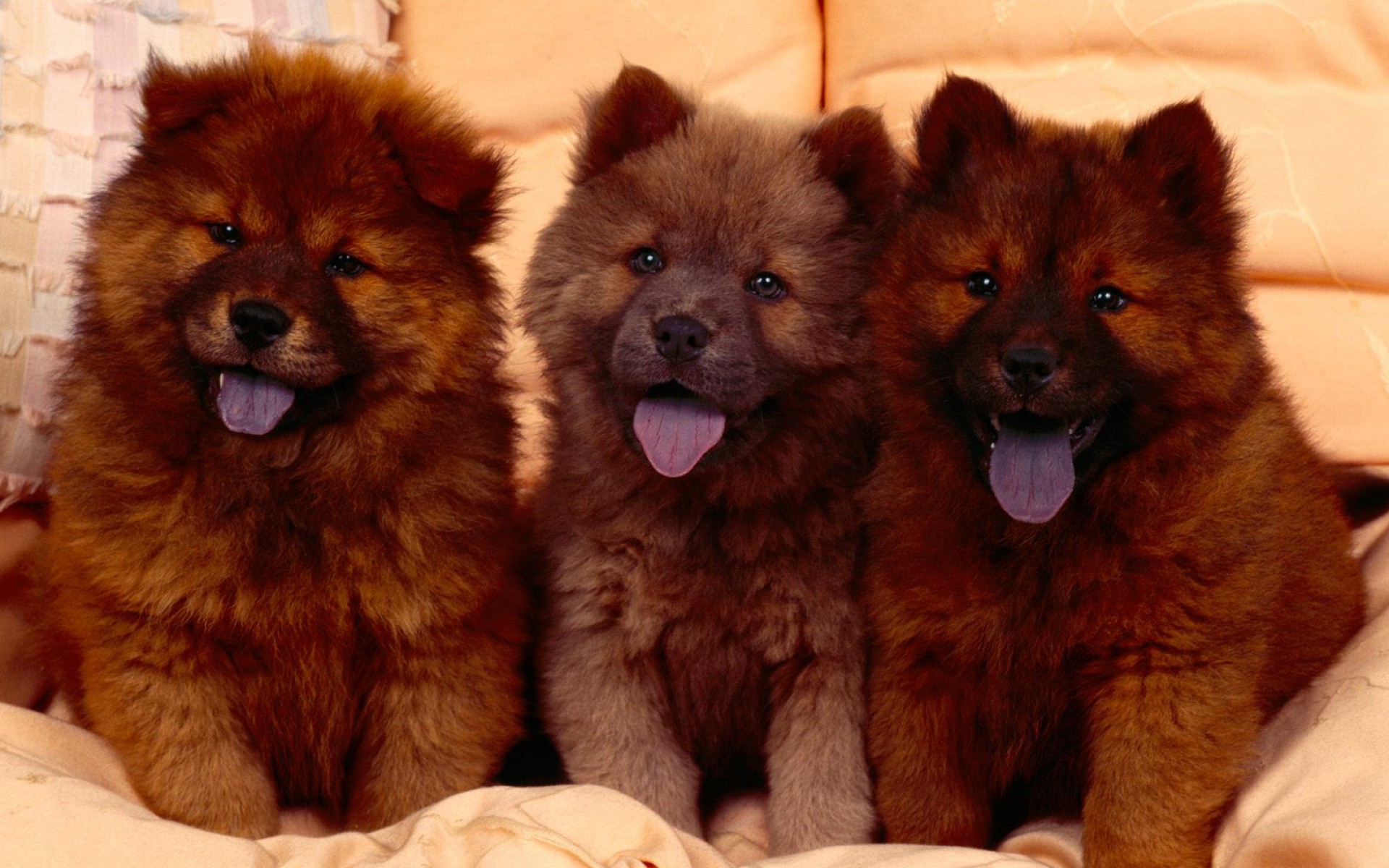 Cozy Couch, Chow Chow Puppies.jpg