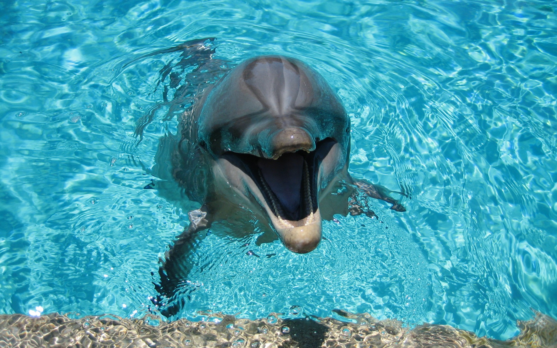 Delfiny 10