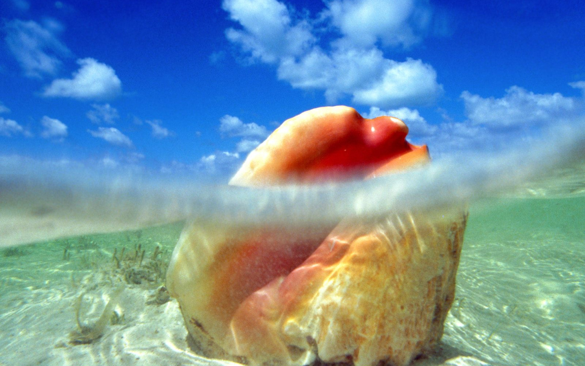 Sunken Treasure, Conch Shell, Bahamas.jpg