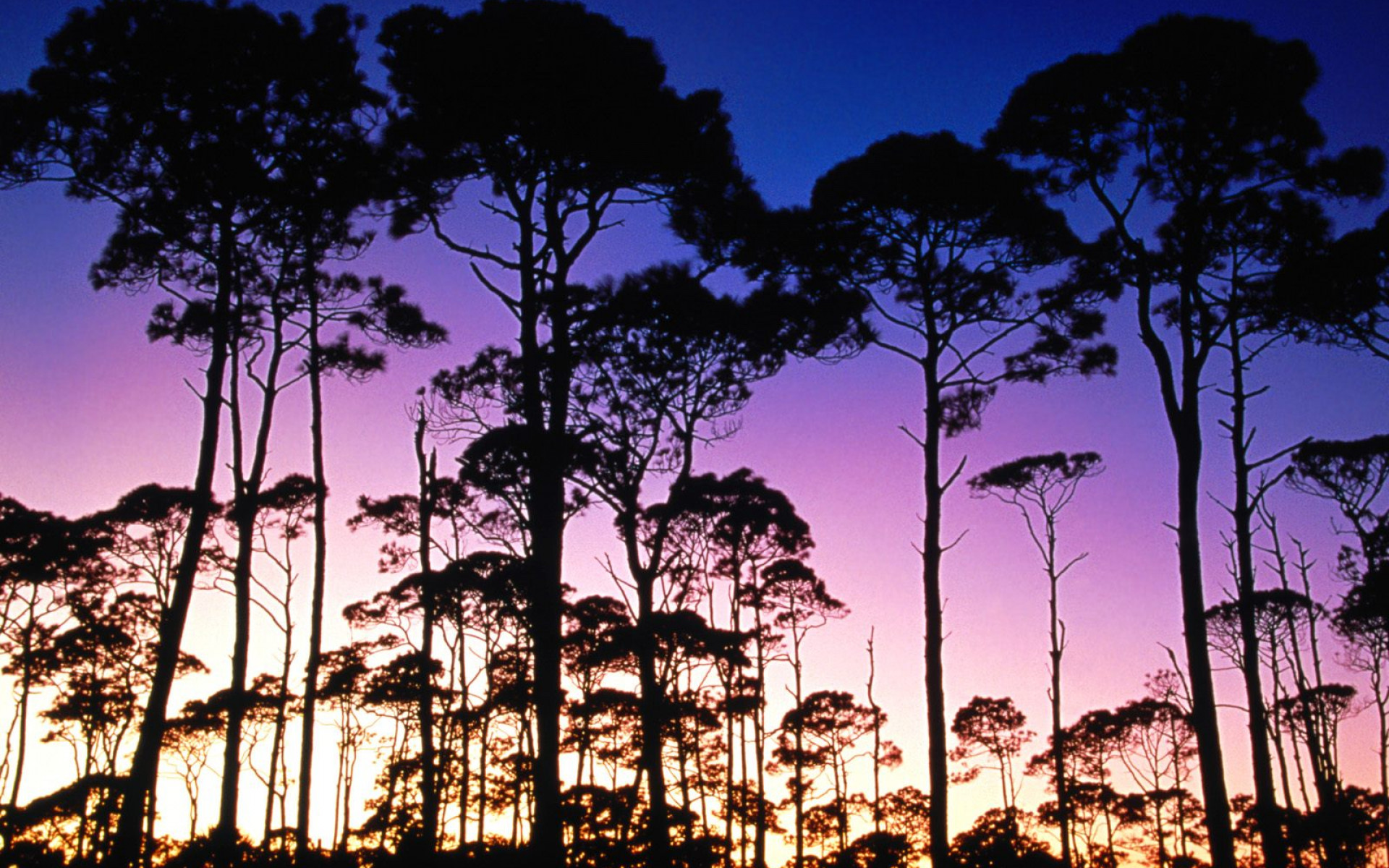 Coastal Pines, St. Joseph Peninsula State Park.jpg