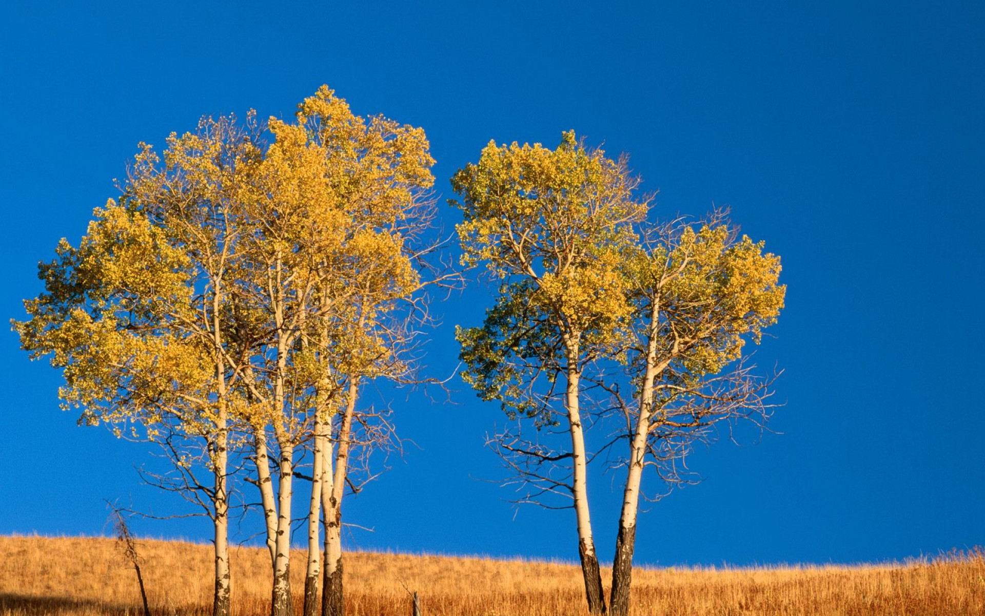 Autumn Aspen Trees and Sunset, Yellowstone National Park, Wyoming.jpg