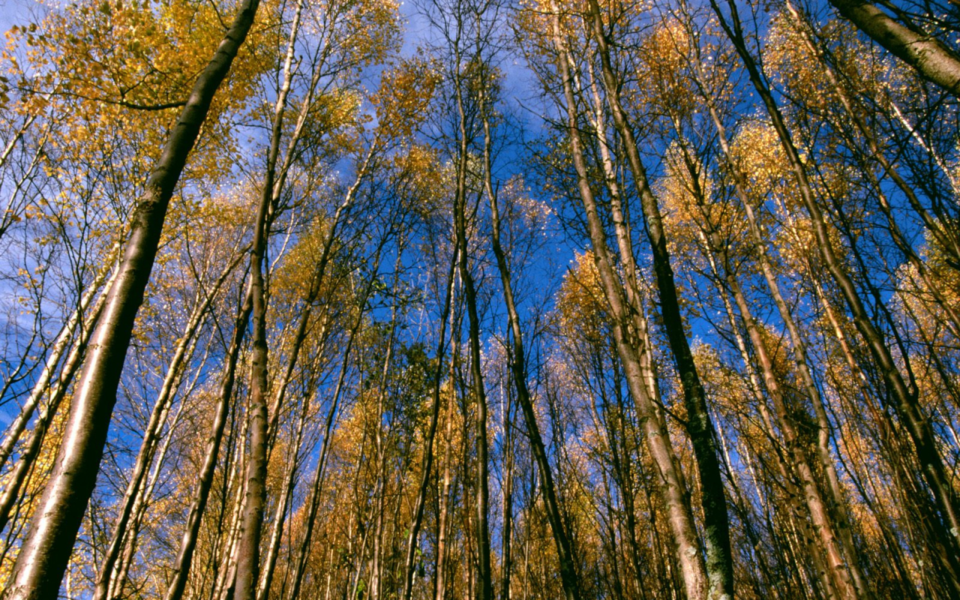 Autumn Aspens, Hidden Lake, Alaska.jpg