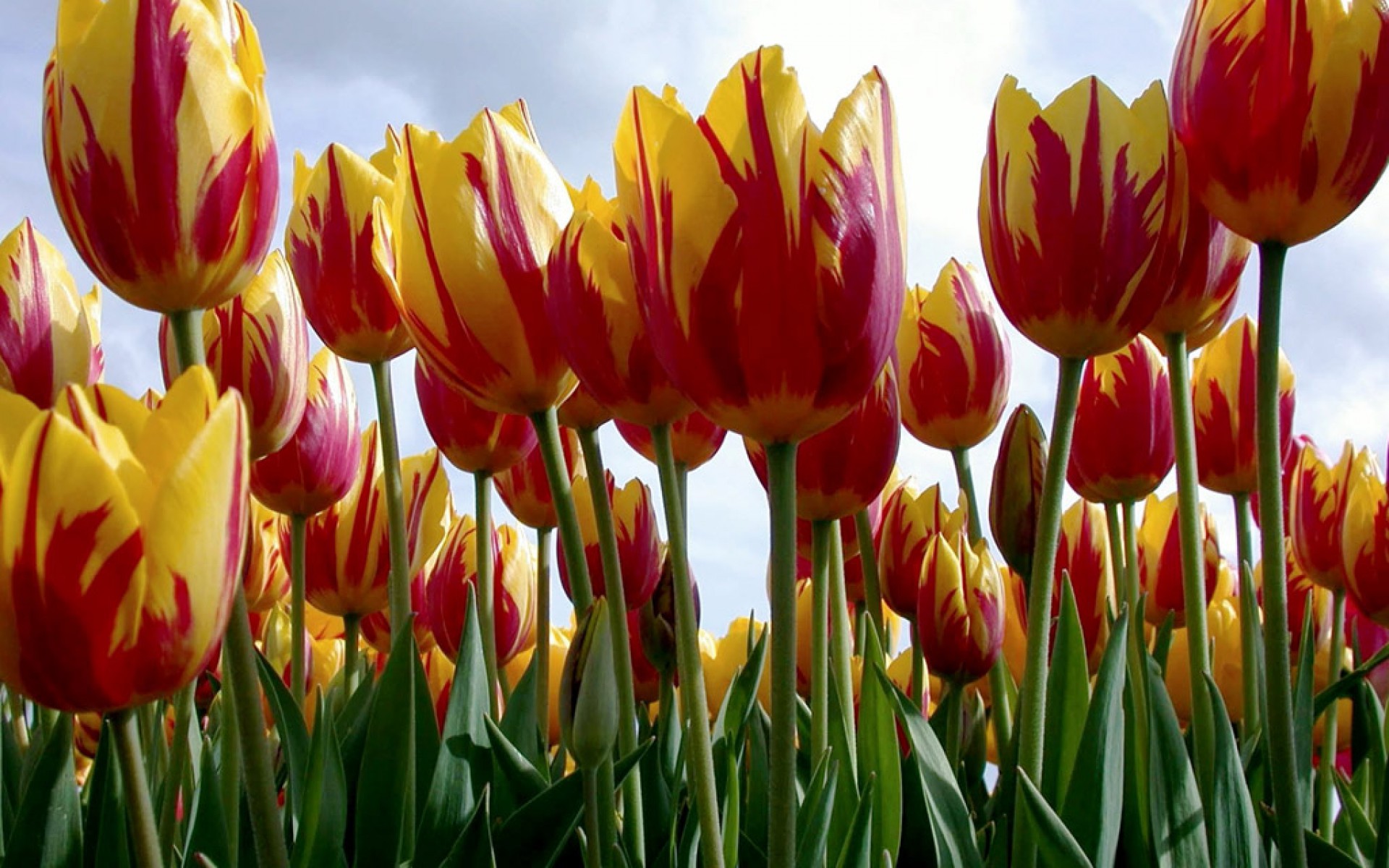 Tulipany (80).jpg