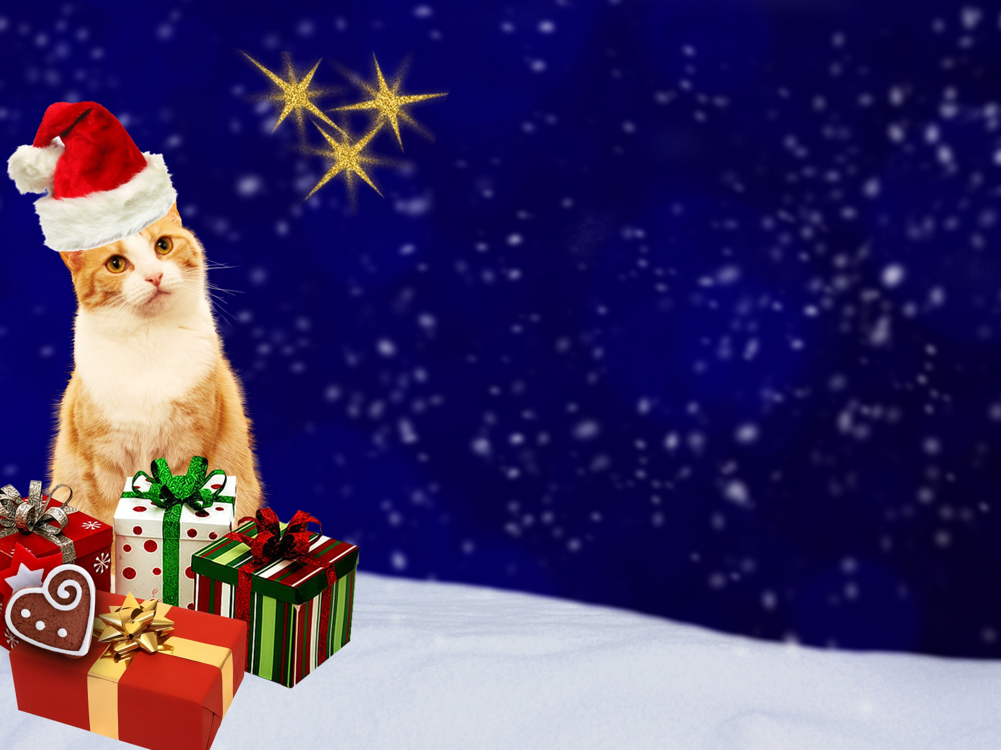 Kot z prezentami w Boże Narodzenie