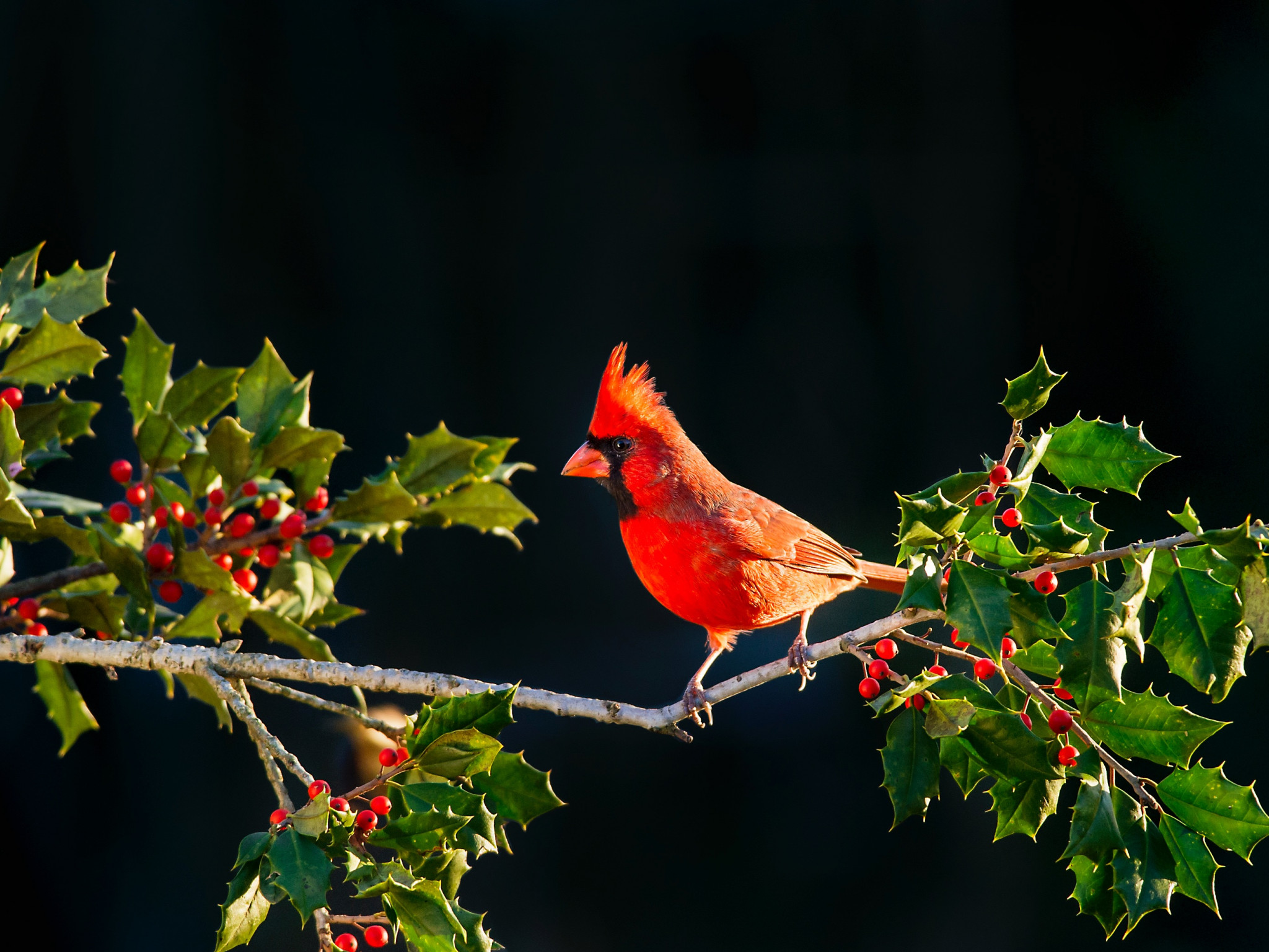 Czerwony ptaszek wśród drzew