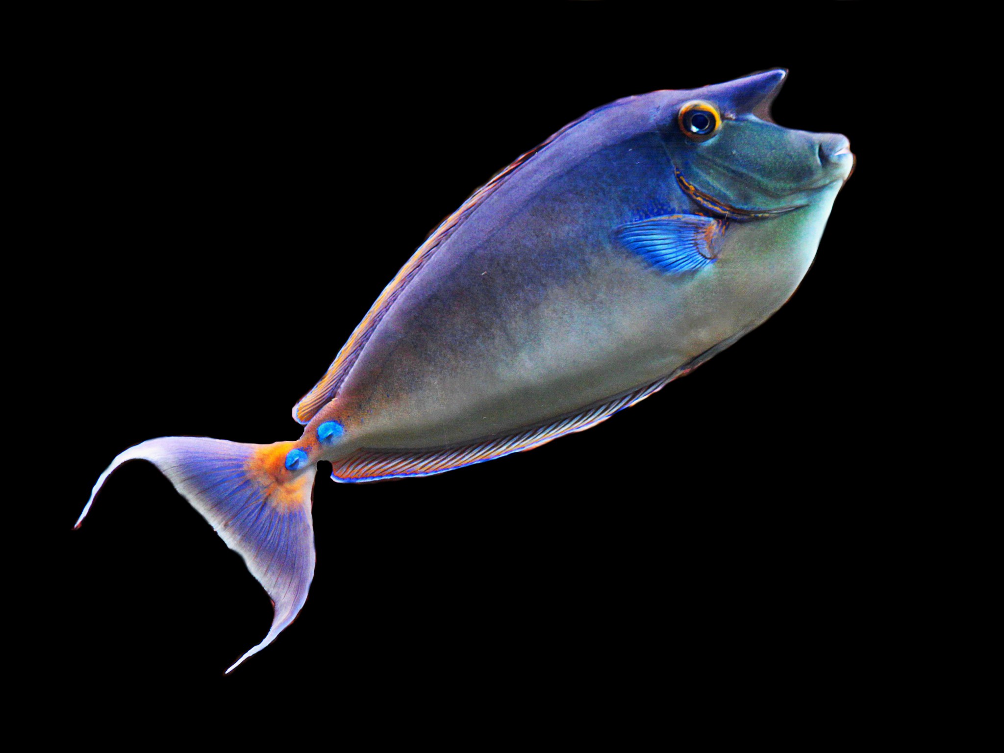 Ryba Nosorożec