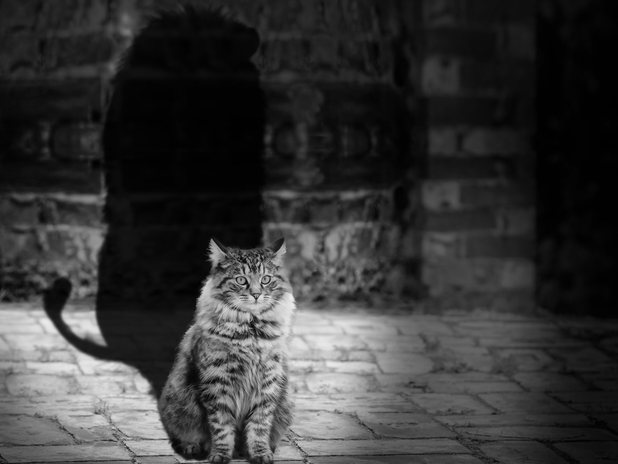 Kot rzucający cień lwa