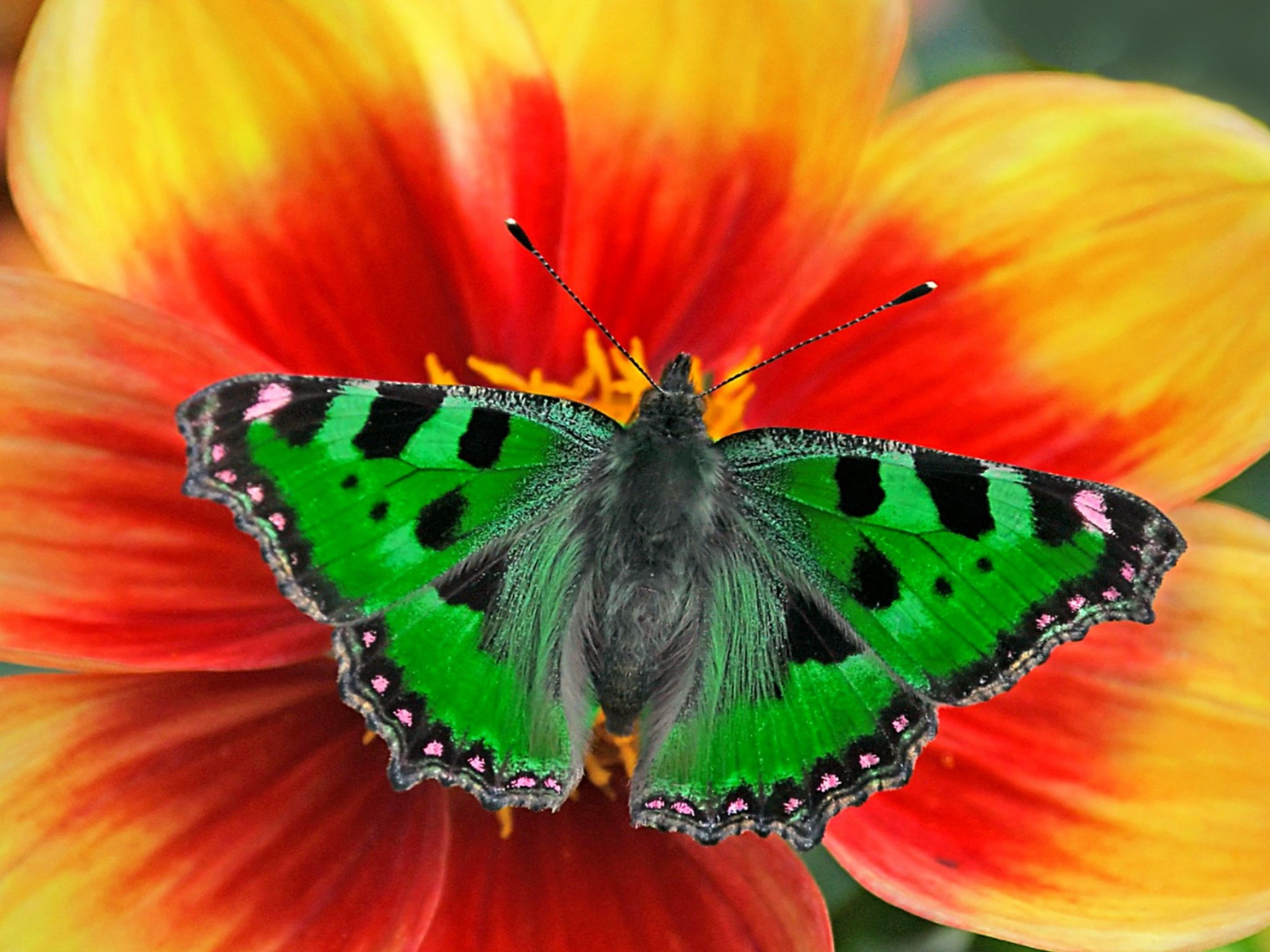 Motyl