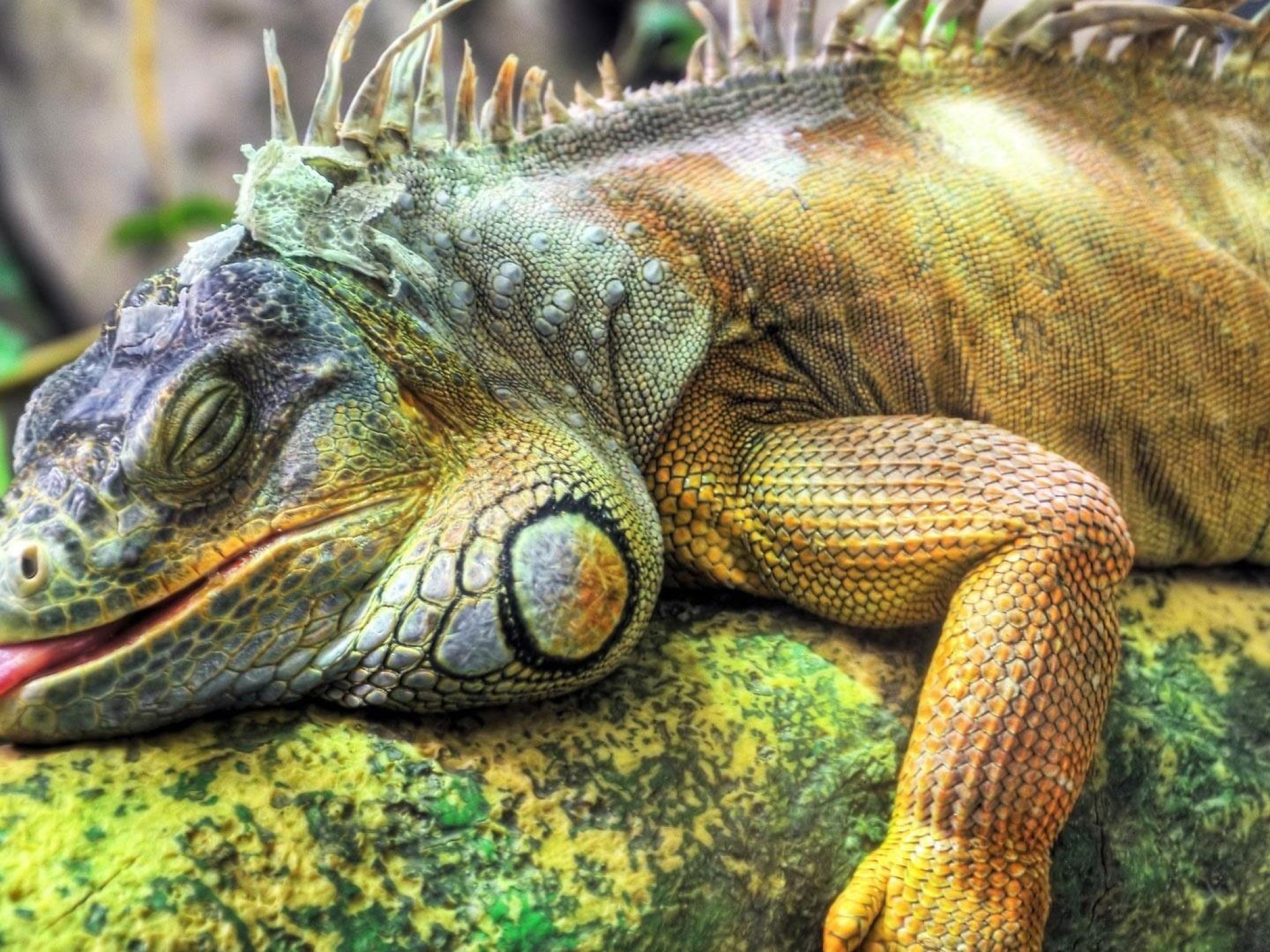 iguana