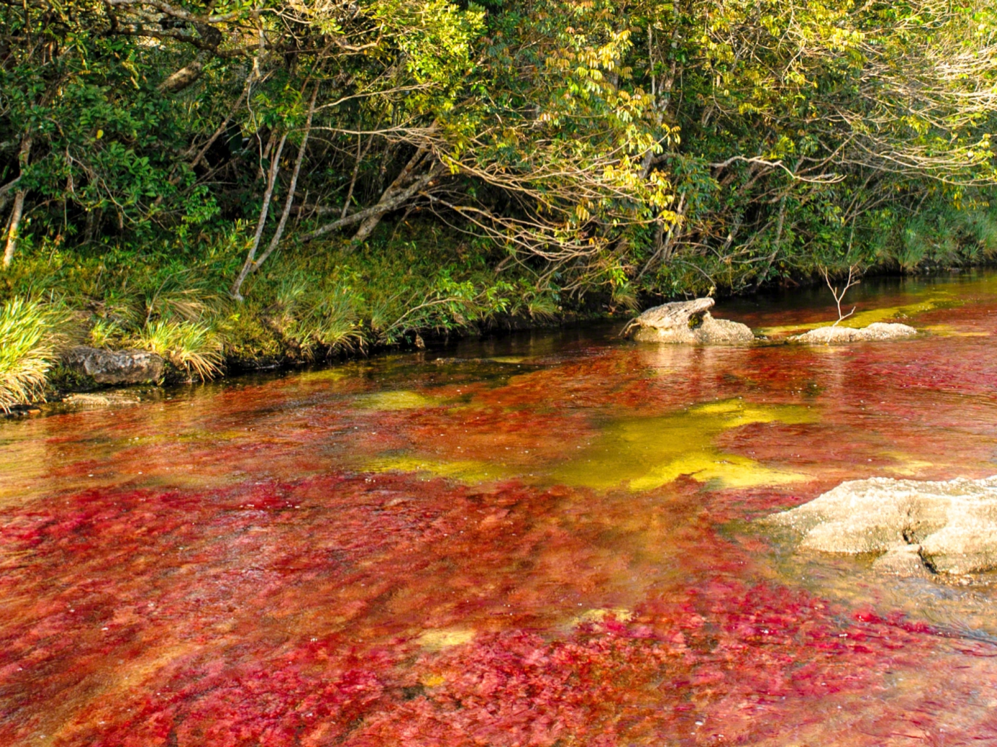 Caño Cristales