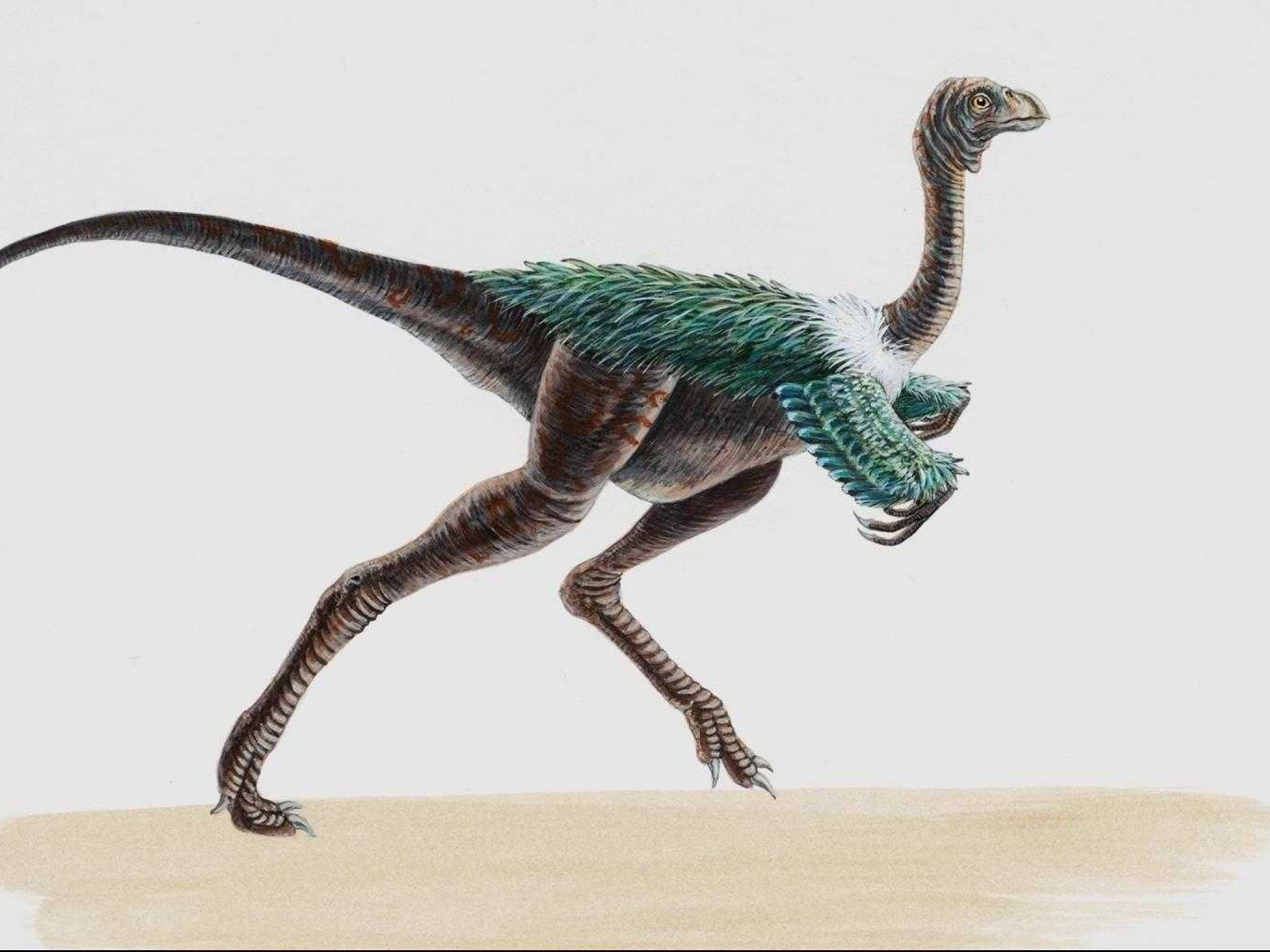 dinozaury (43).jpg