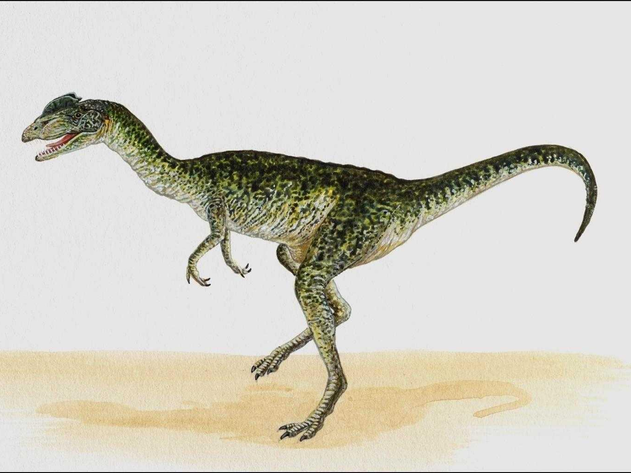 dinozaury (14).jpg