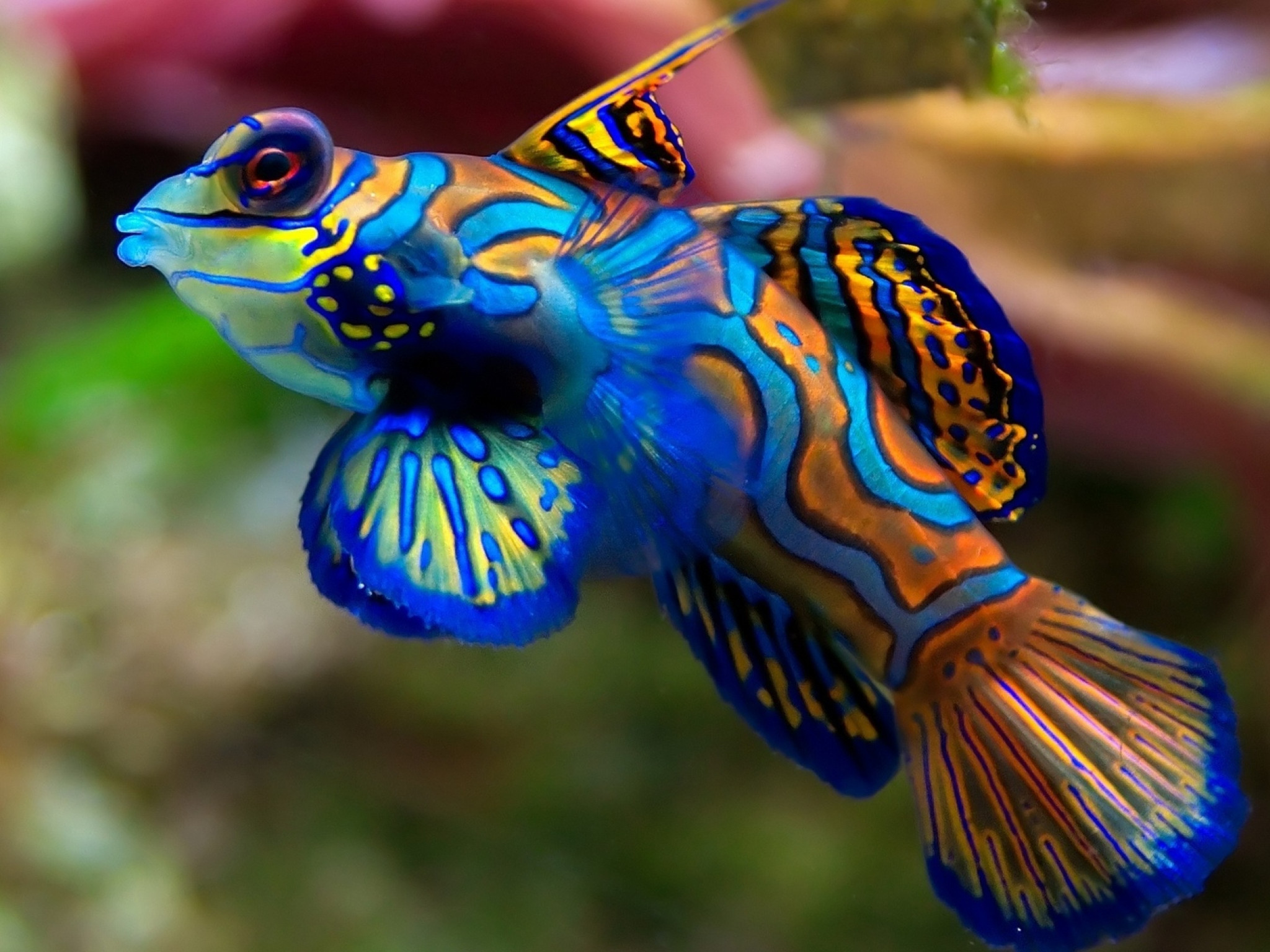 Kolorowa rybka